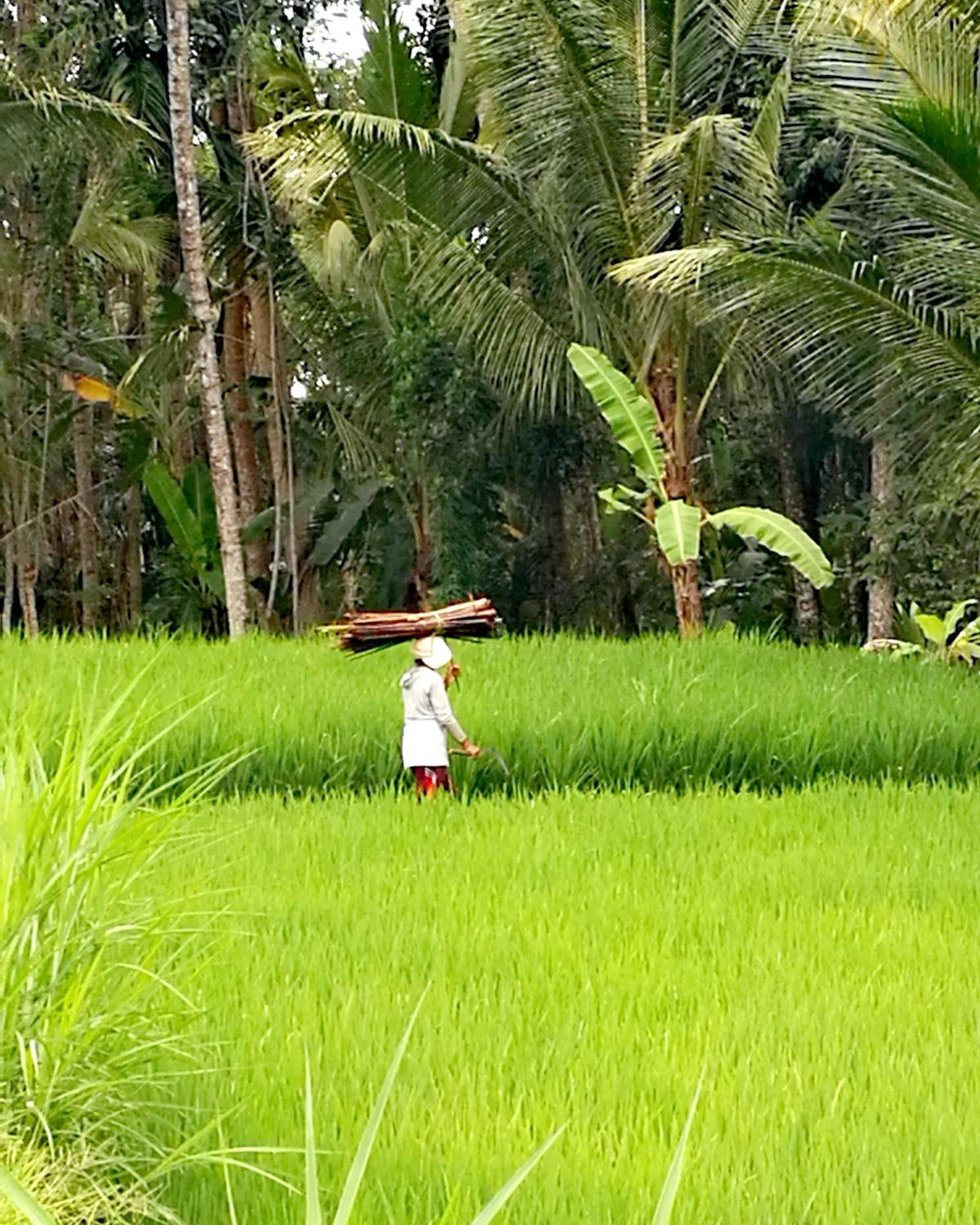 TAMAN EDEN COTTAGE view 5