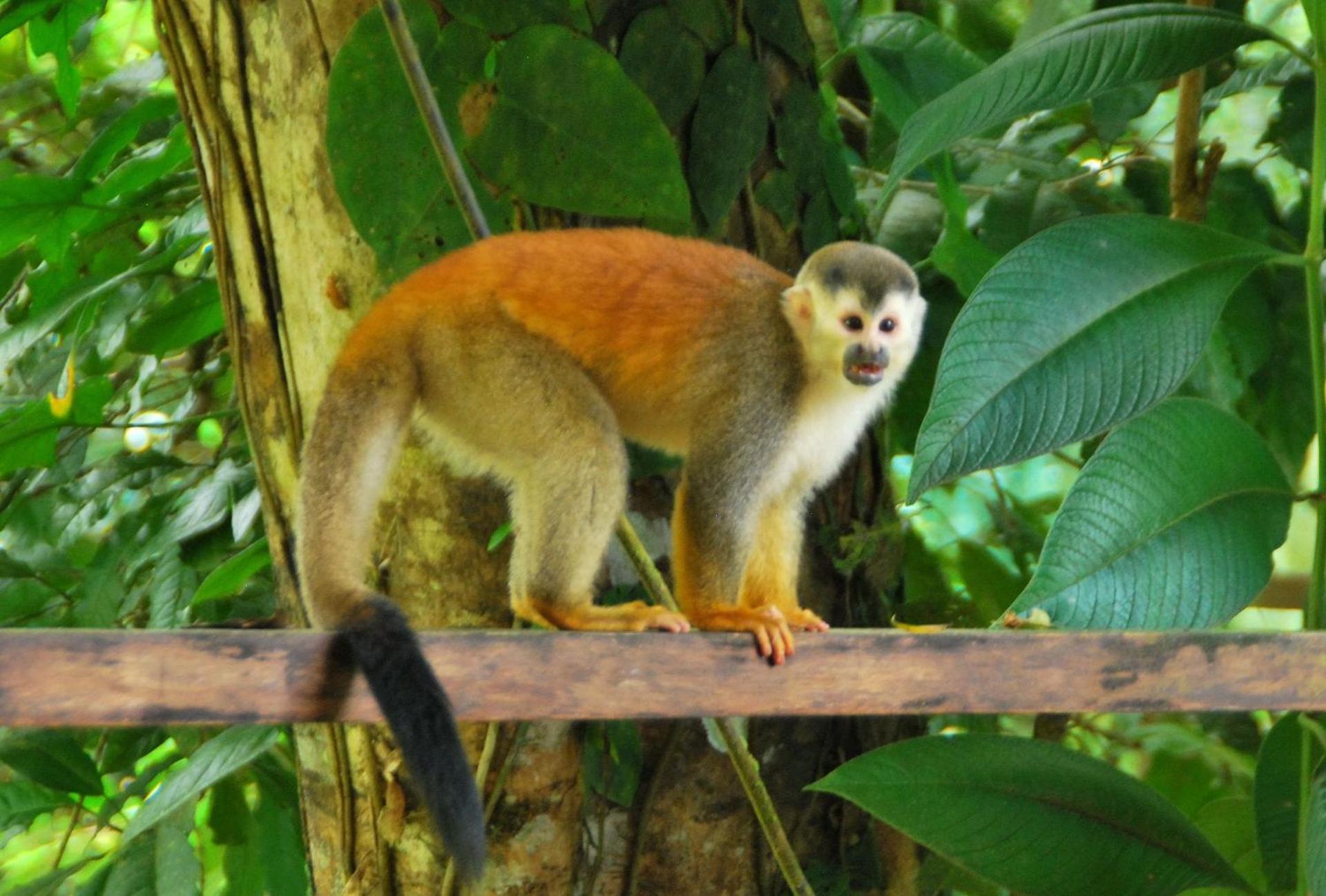 Villa Kiskadee - Beautiful Mountain Views with Private Pool