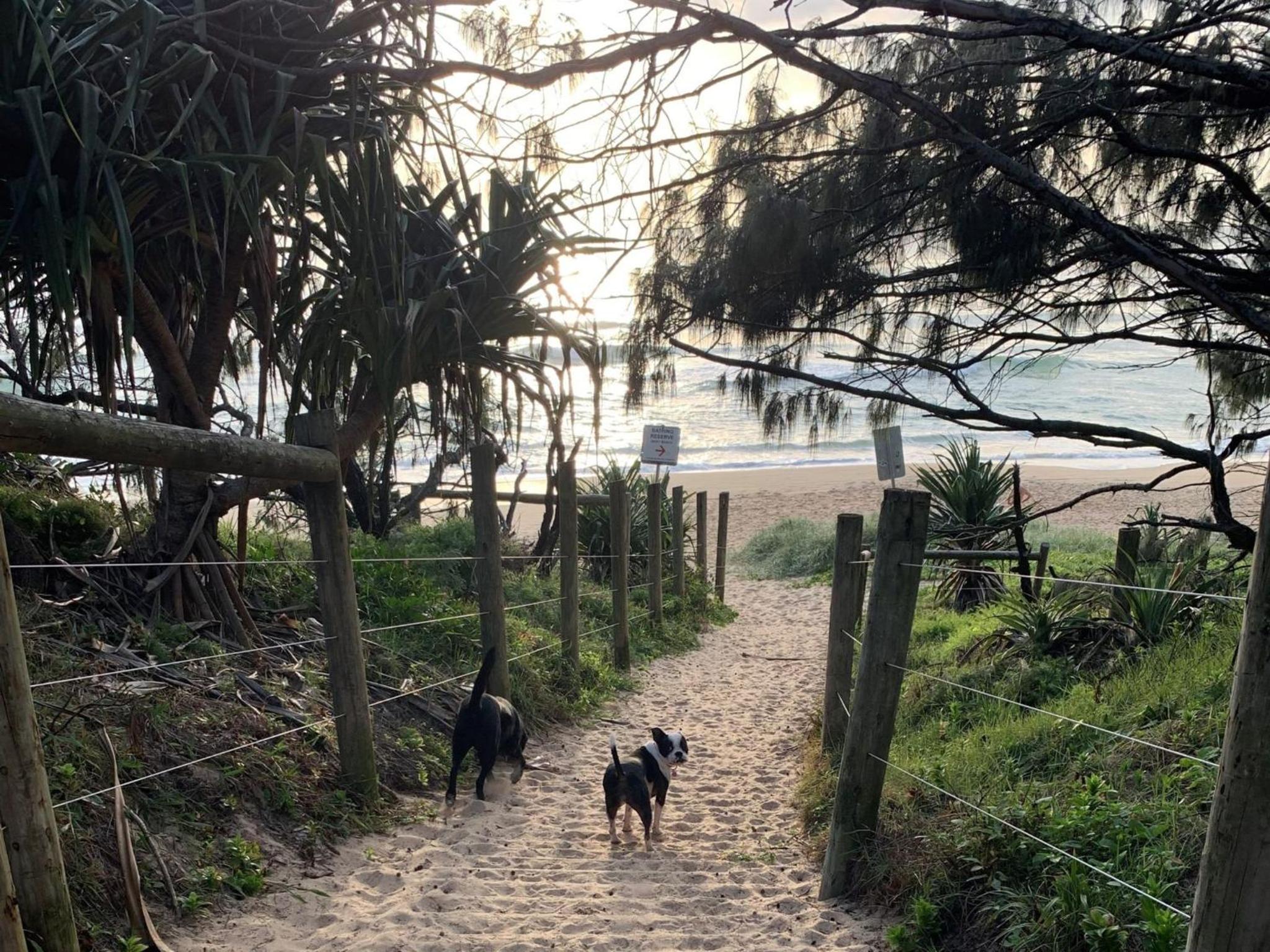 Ivy Street 7 Dicky Beach