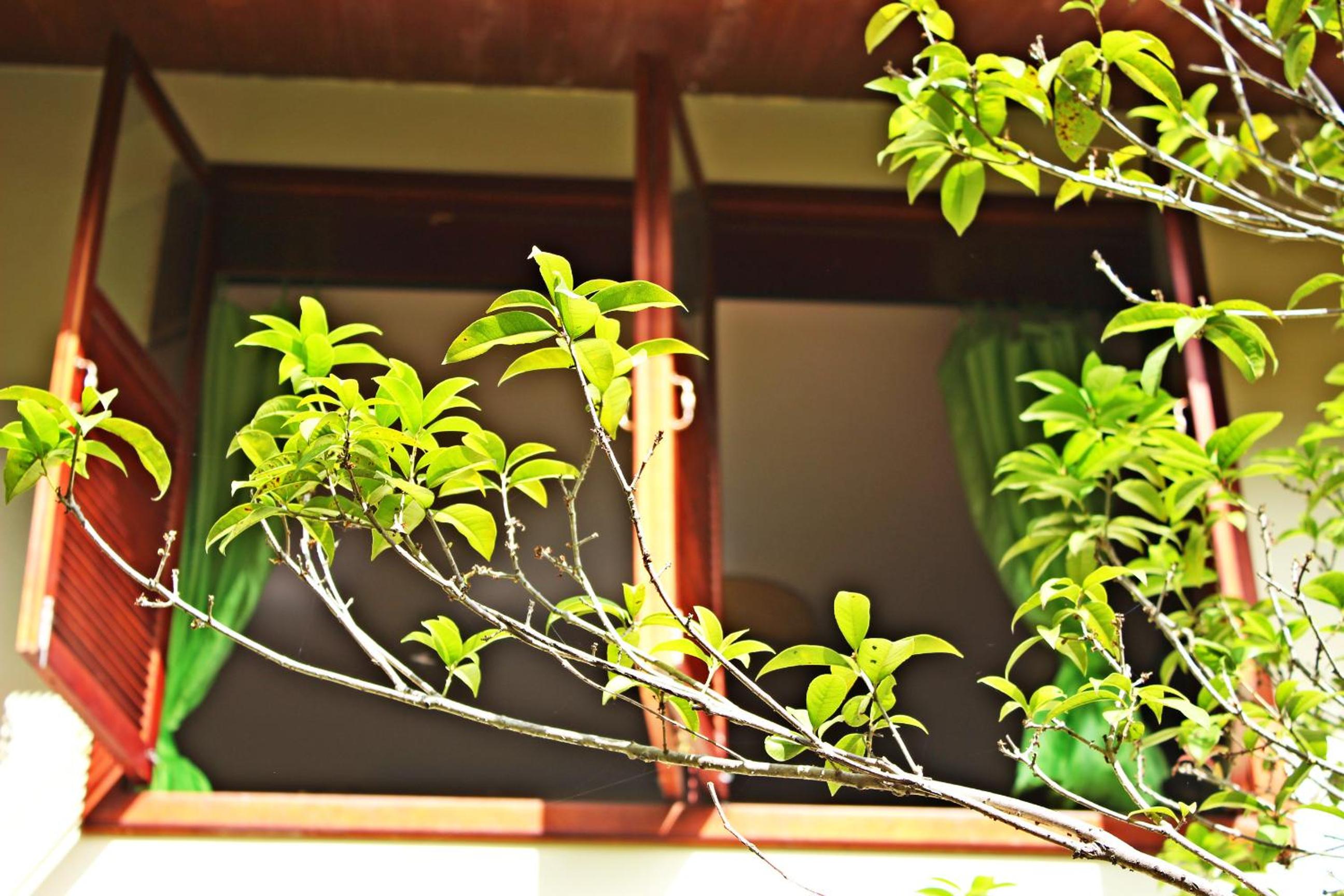 Xishuangbanna Elephant Home Guesthouse