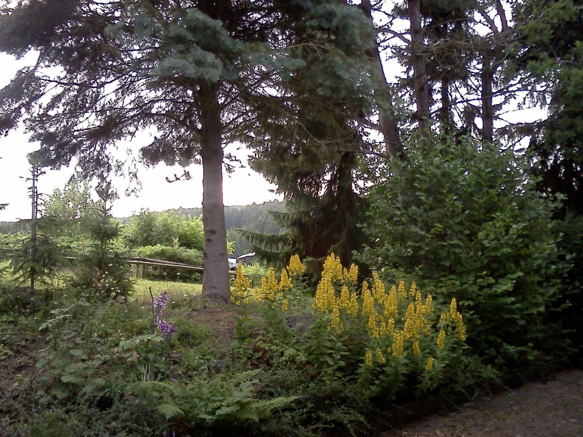 Haus am Wald