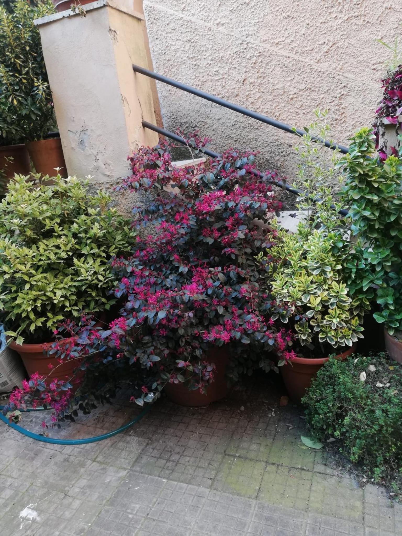 Tra Gianicolo e Trastevere