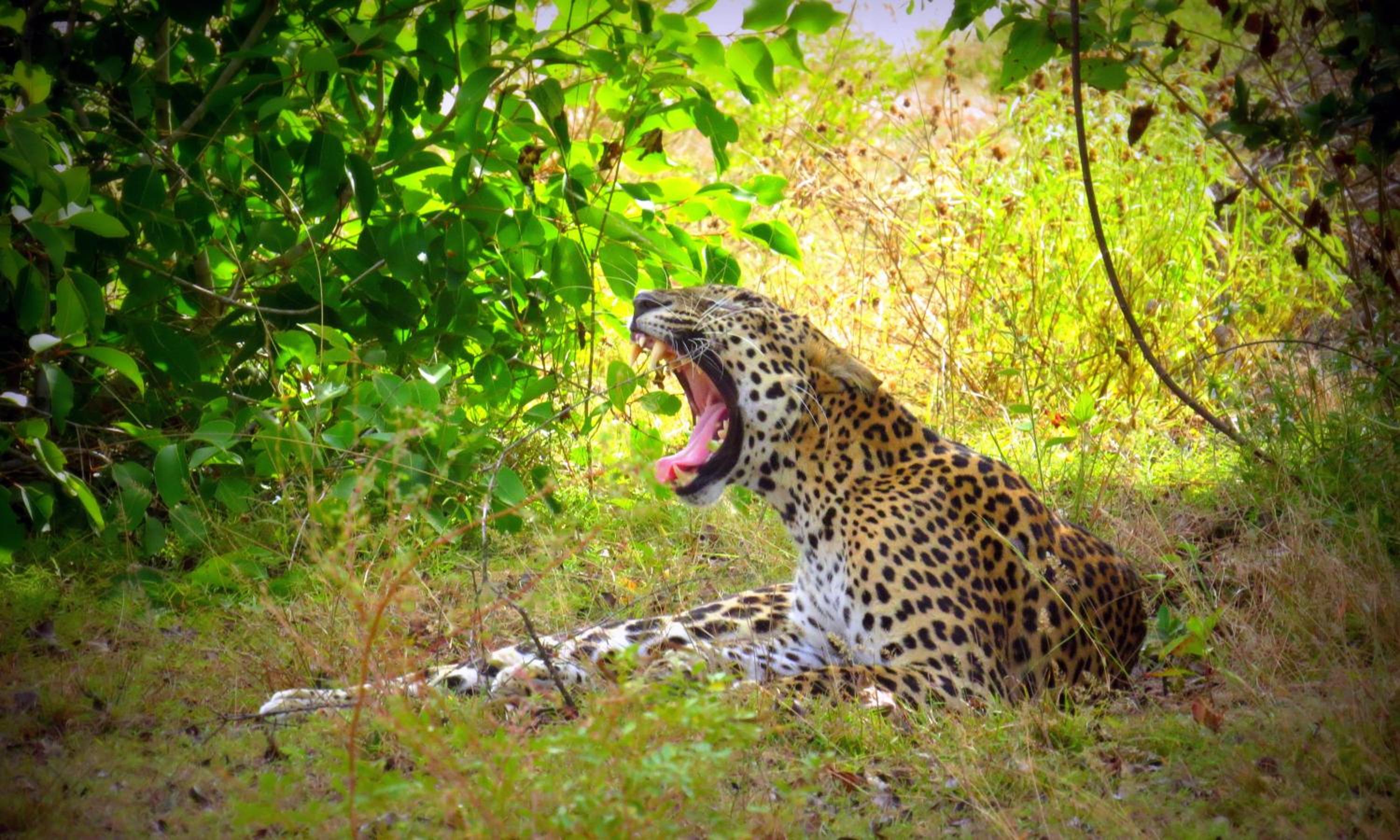 Mahoora Wilpattu - by Eco Team