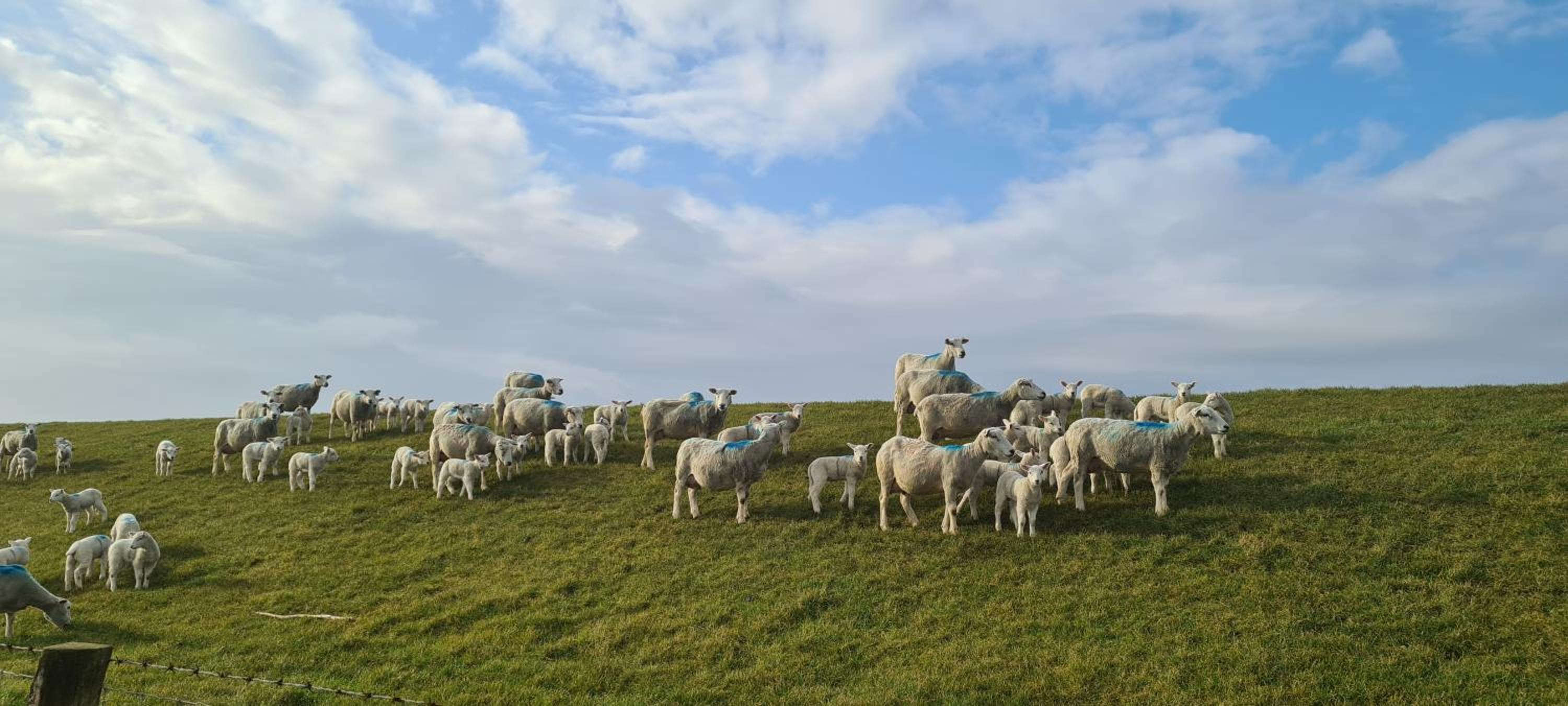 Ferienwohnungen Haus Schau ins Land nah an der Nordsee