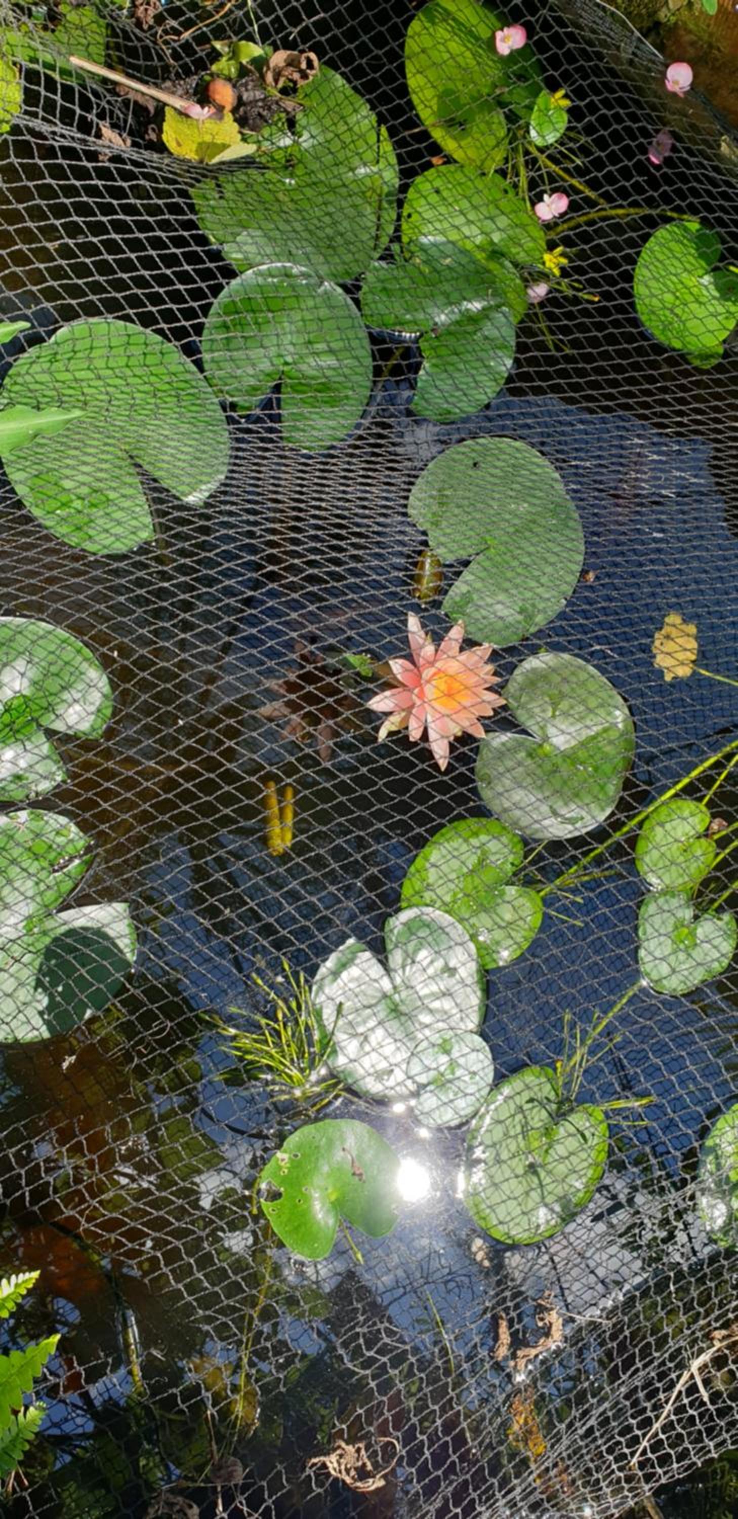 Photo 35