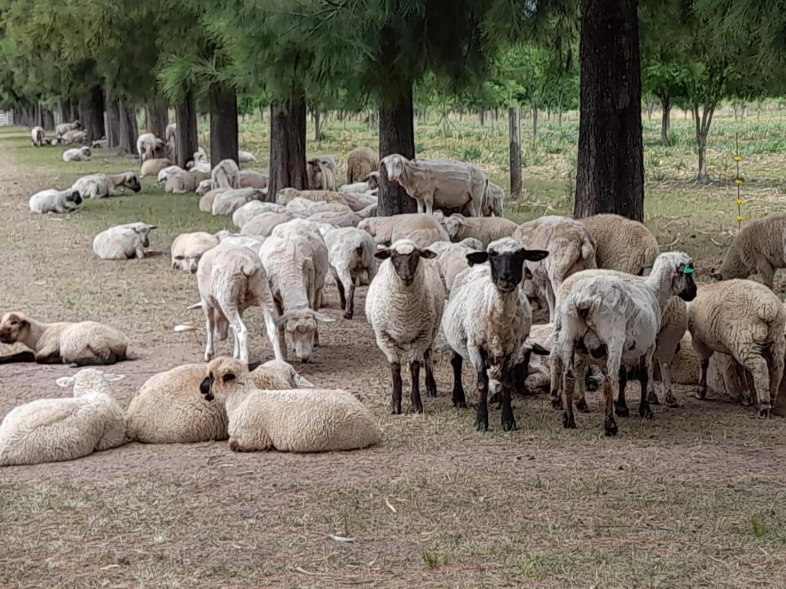 La Cipriana