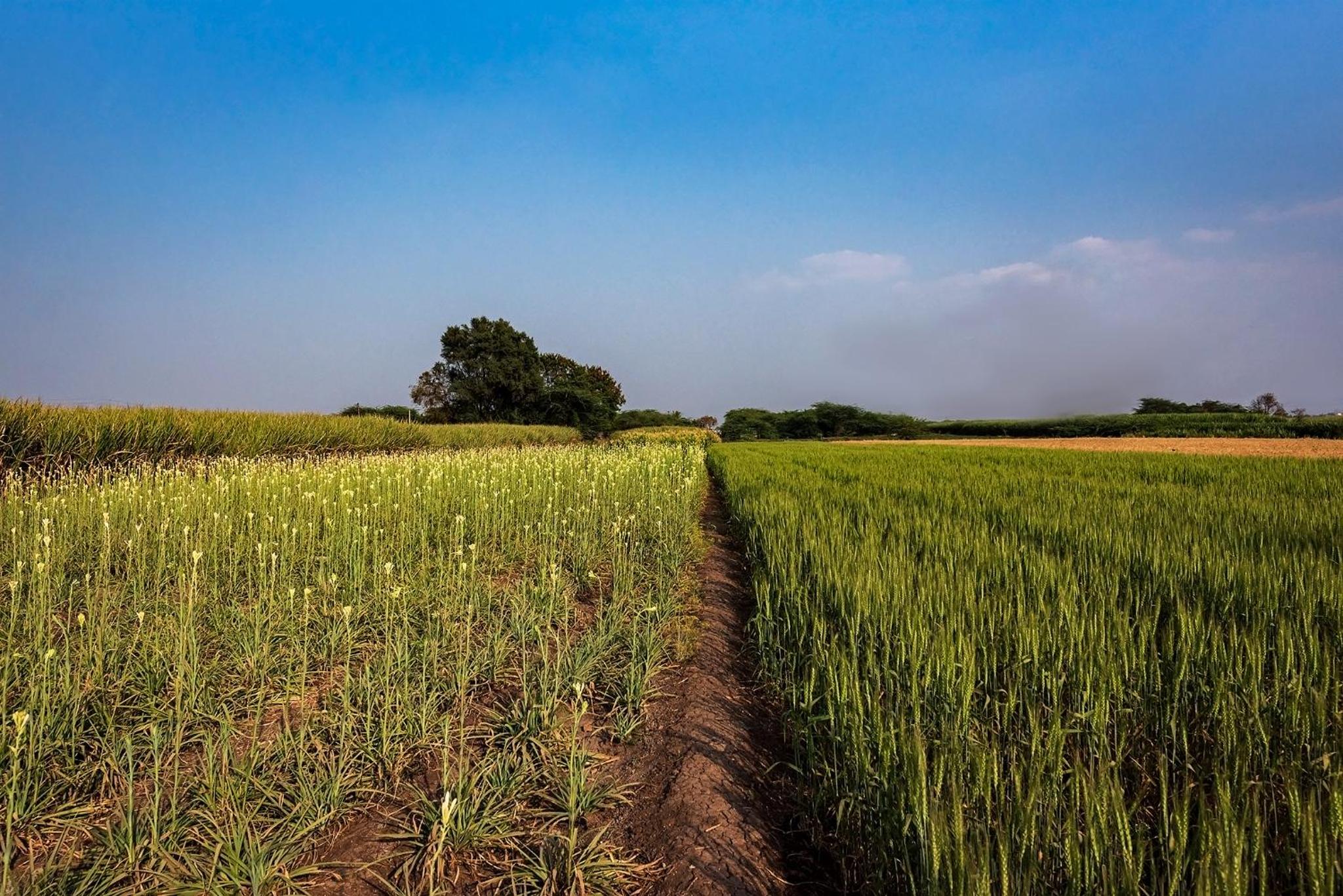 SaffronStays Happy Fields - Swimming pool farmhouse with farm views, hammocks & farm-to-table dining near Pune view 3