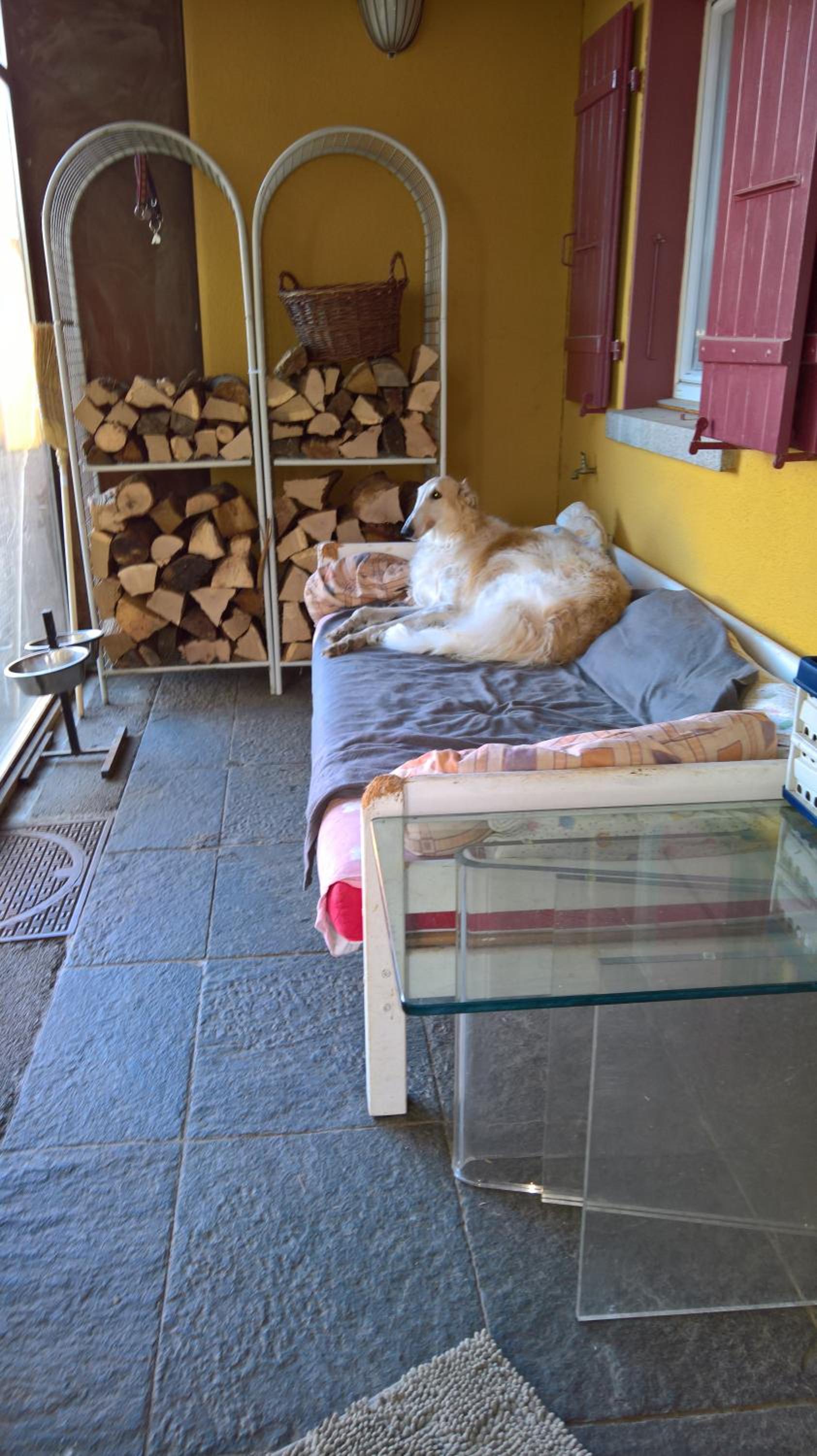 Swiss Borzoi House
