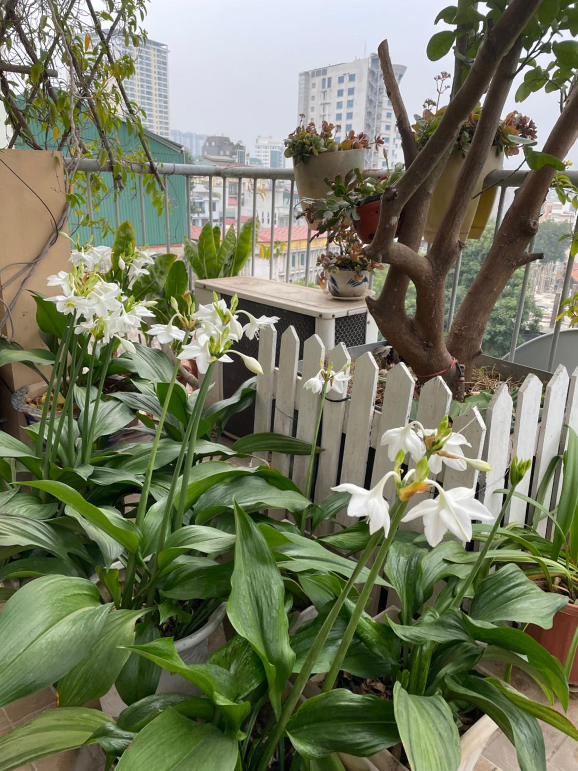 May Residence-800m from Opera House