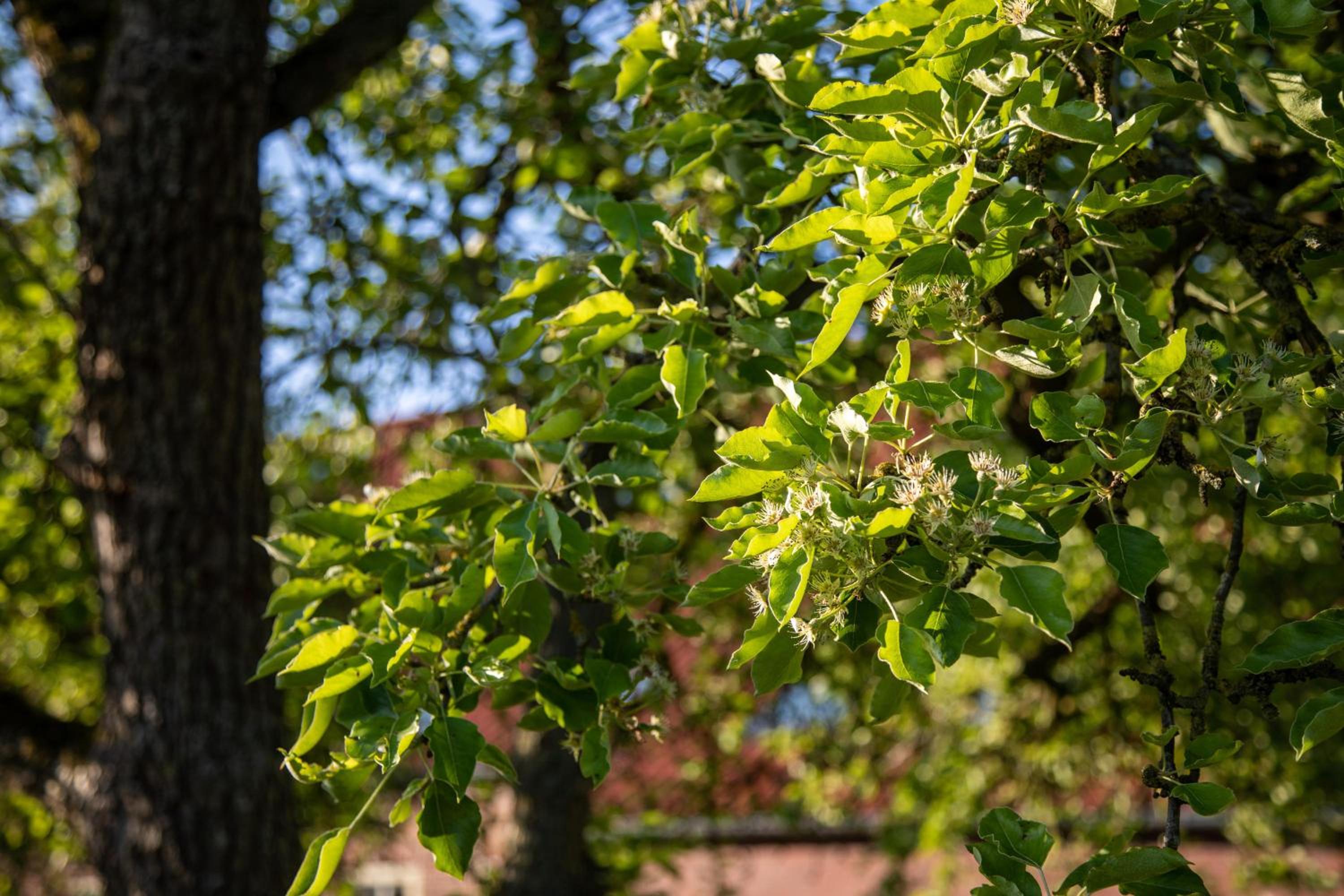 Gulfhof Boomgaarden 4 Aafke