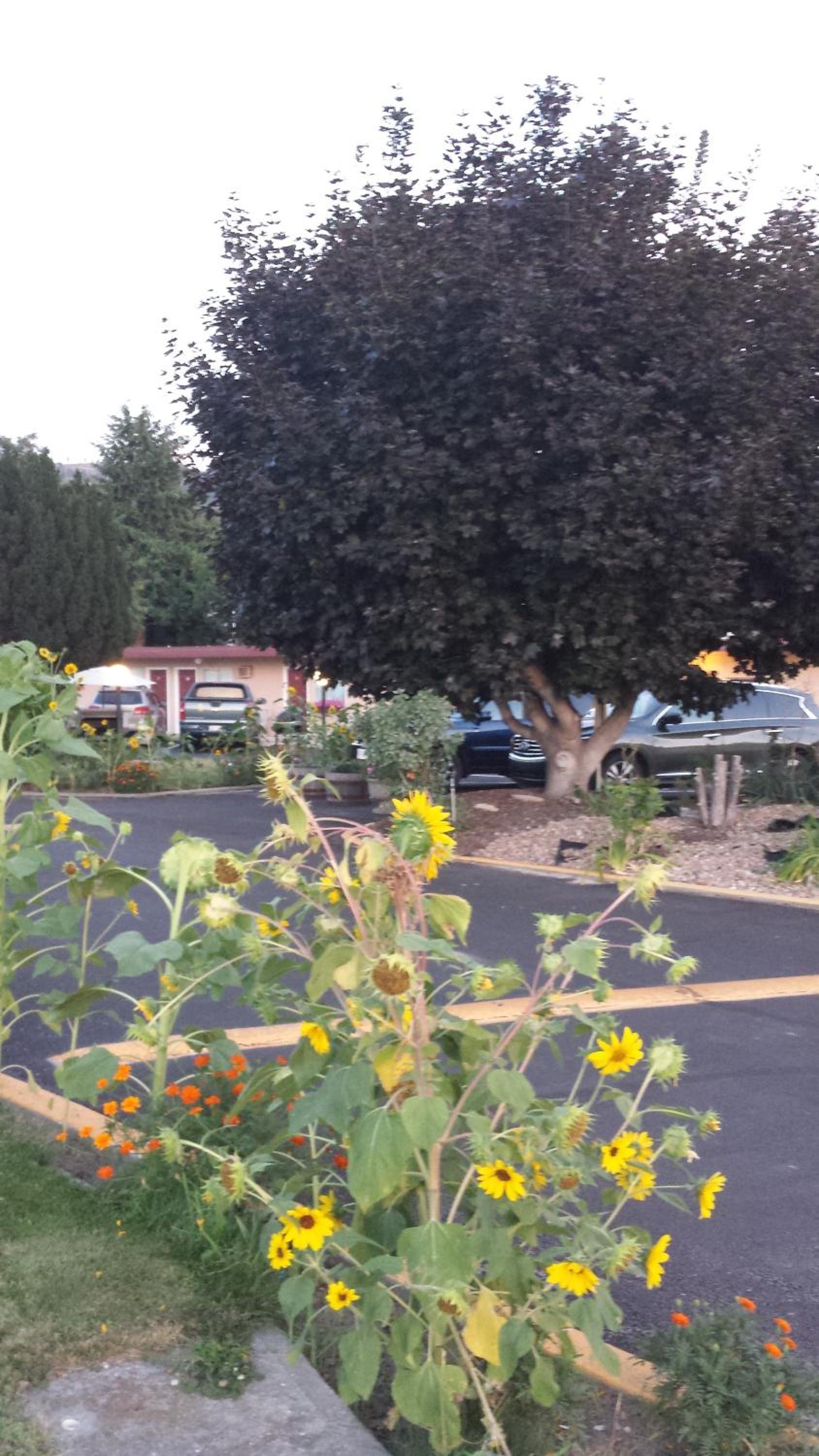 Swiss Sunset Inn