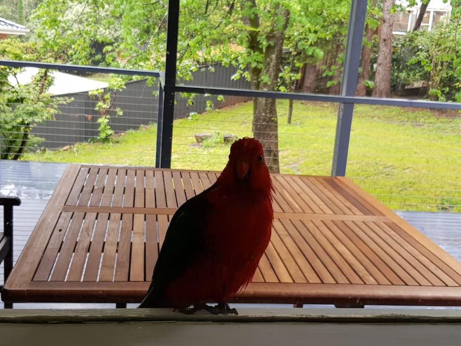 GreenLeafRetreat in Katoomba-Leura-Wentworth Falls-Blue Mountains-Pets Welcome-Free Parking & WIFI
