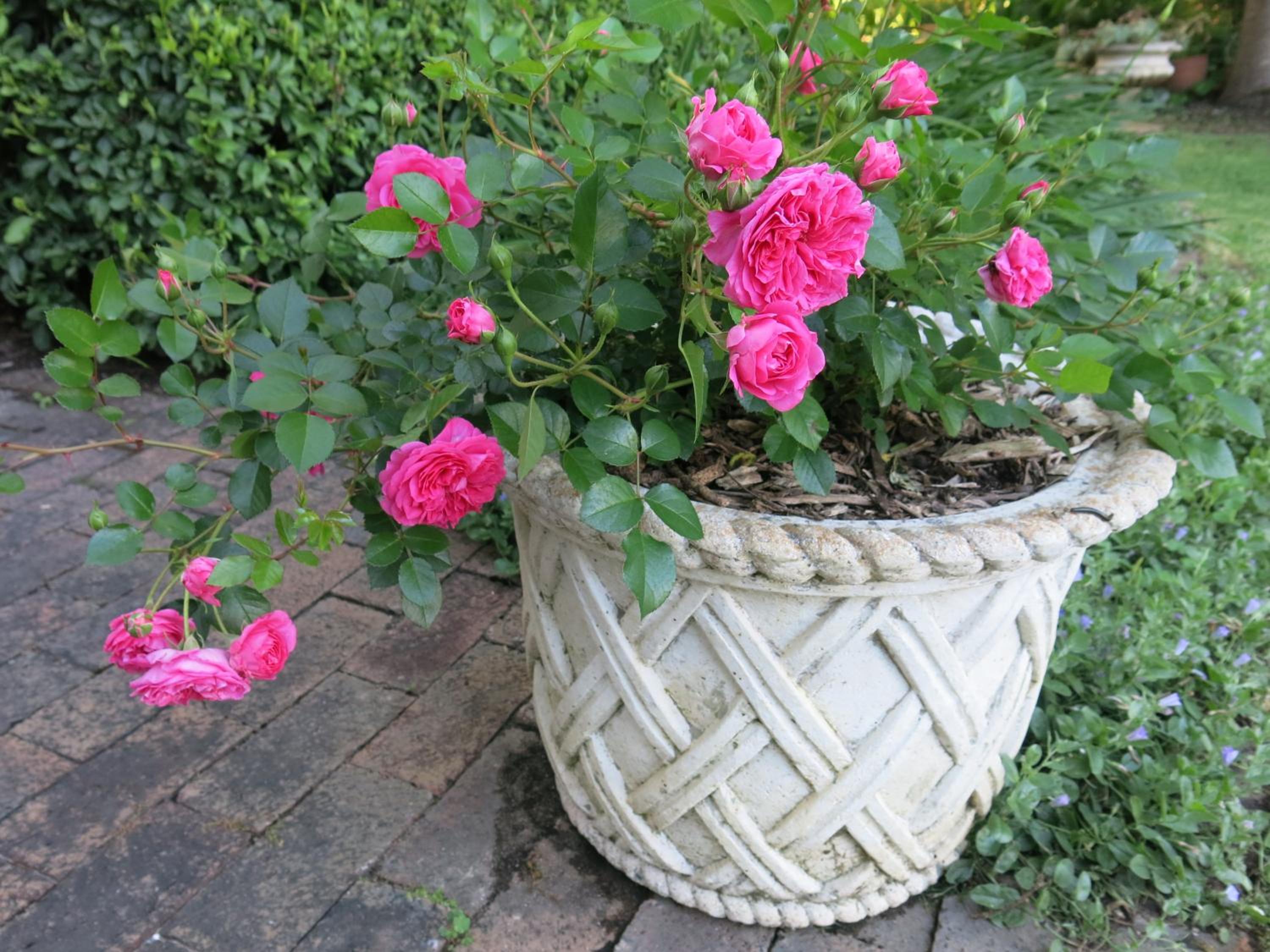 Photo 17