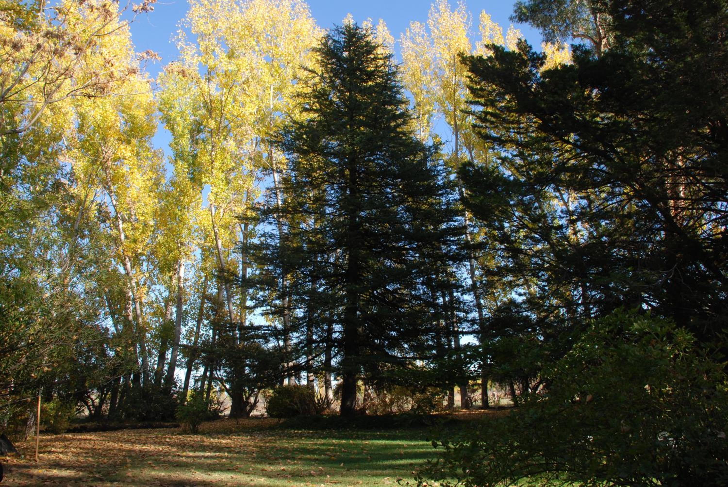 Chalet Los Troncos