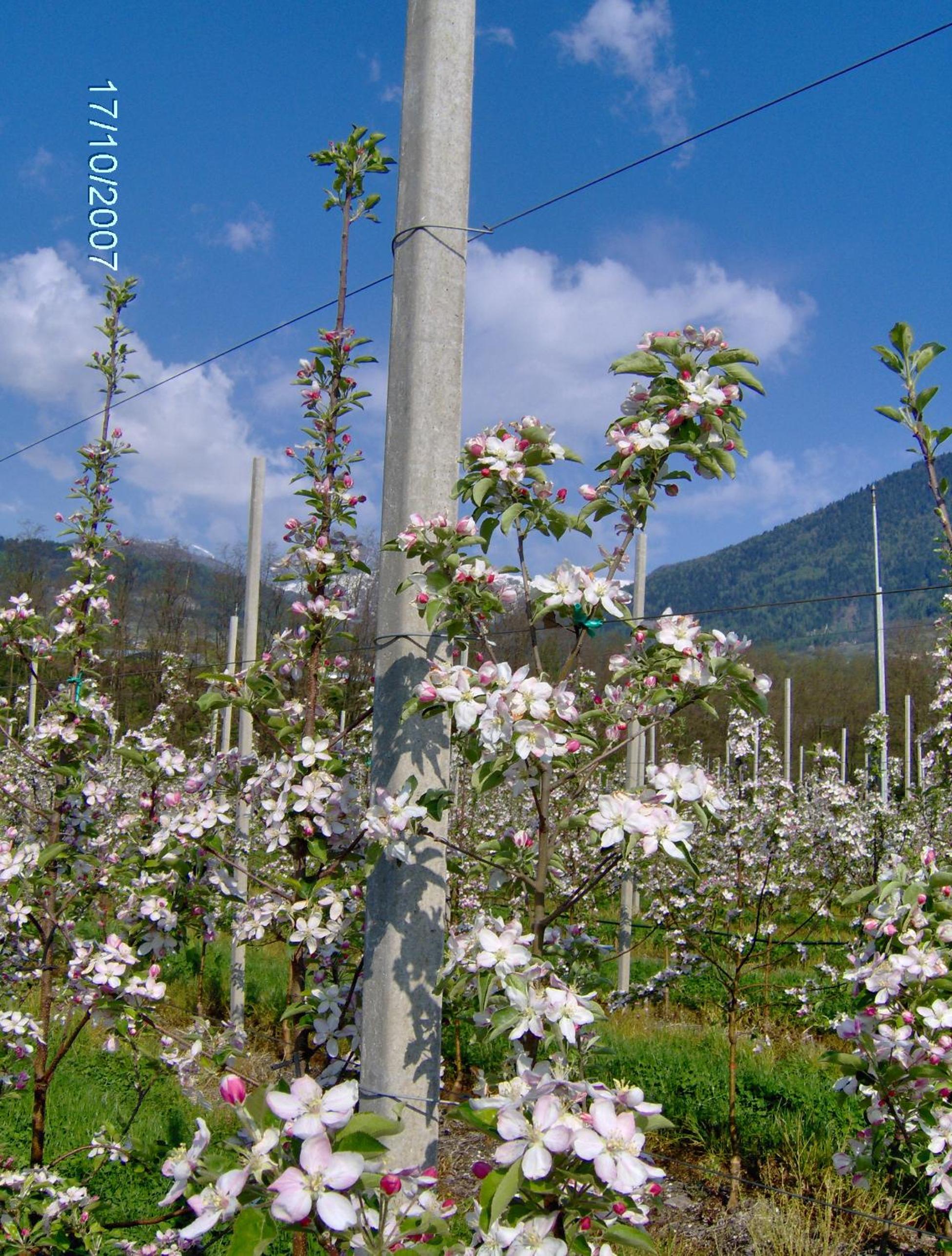 Agritur Affittacamere Capra Mauro view 2