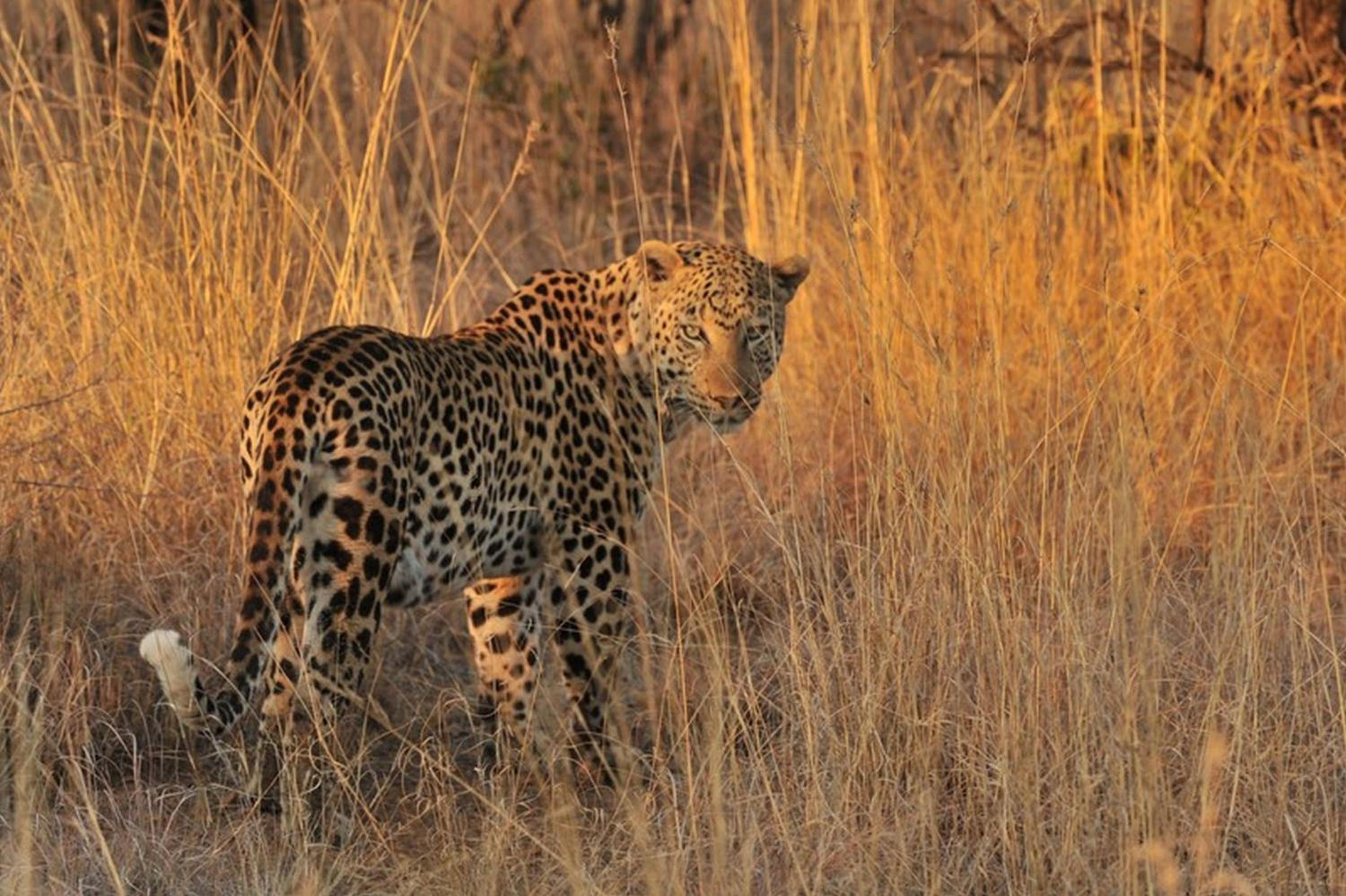 Pilanesberg Private Lodge