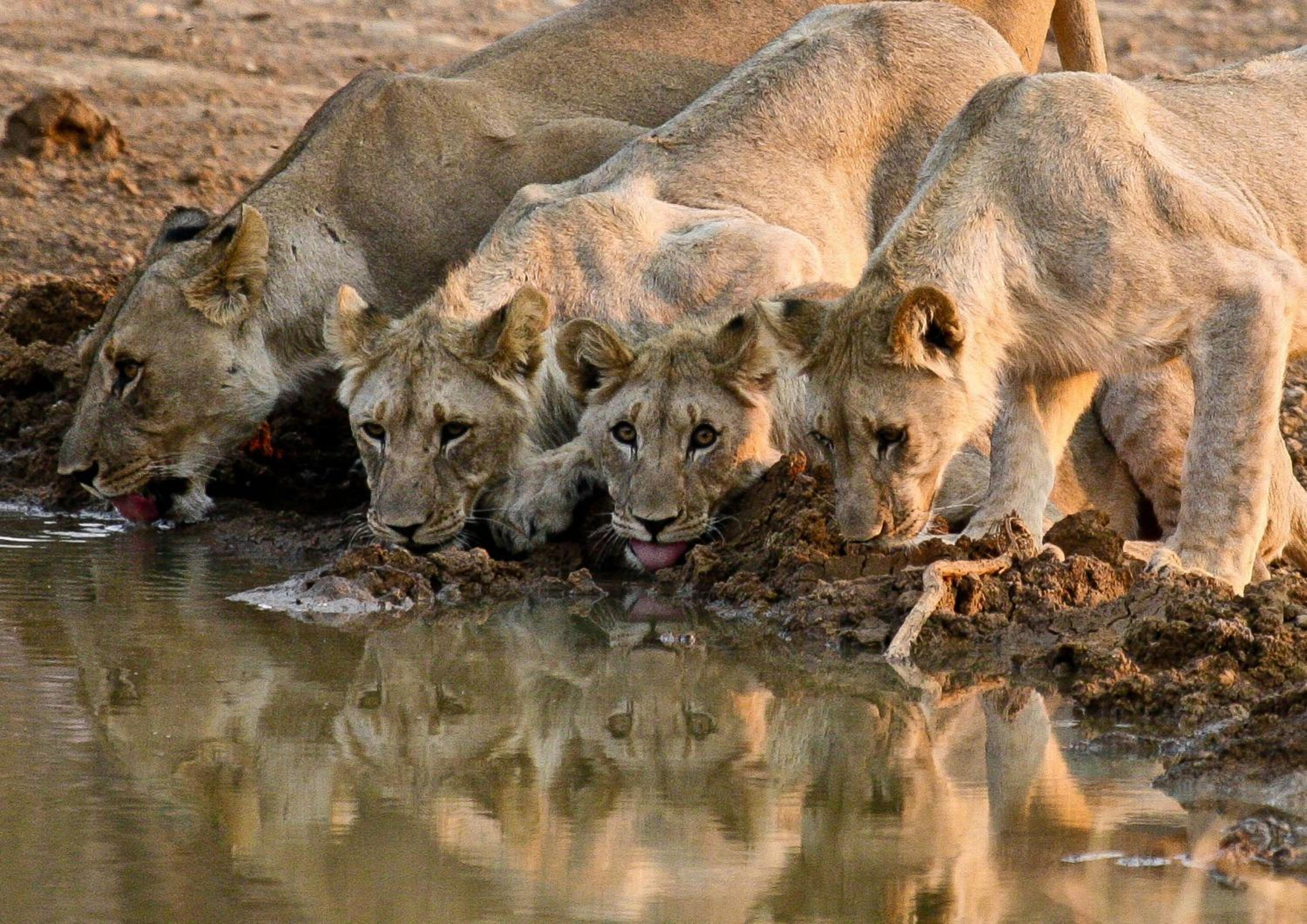Pilanesberg Private Lodge
