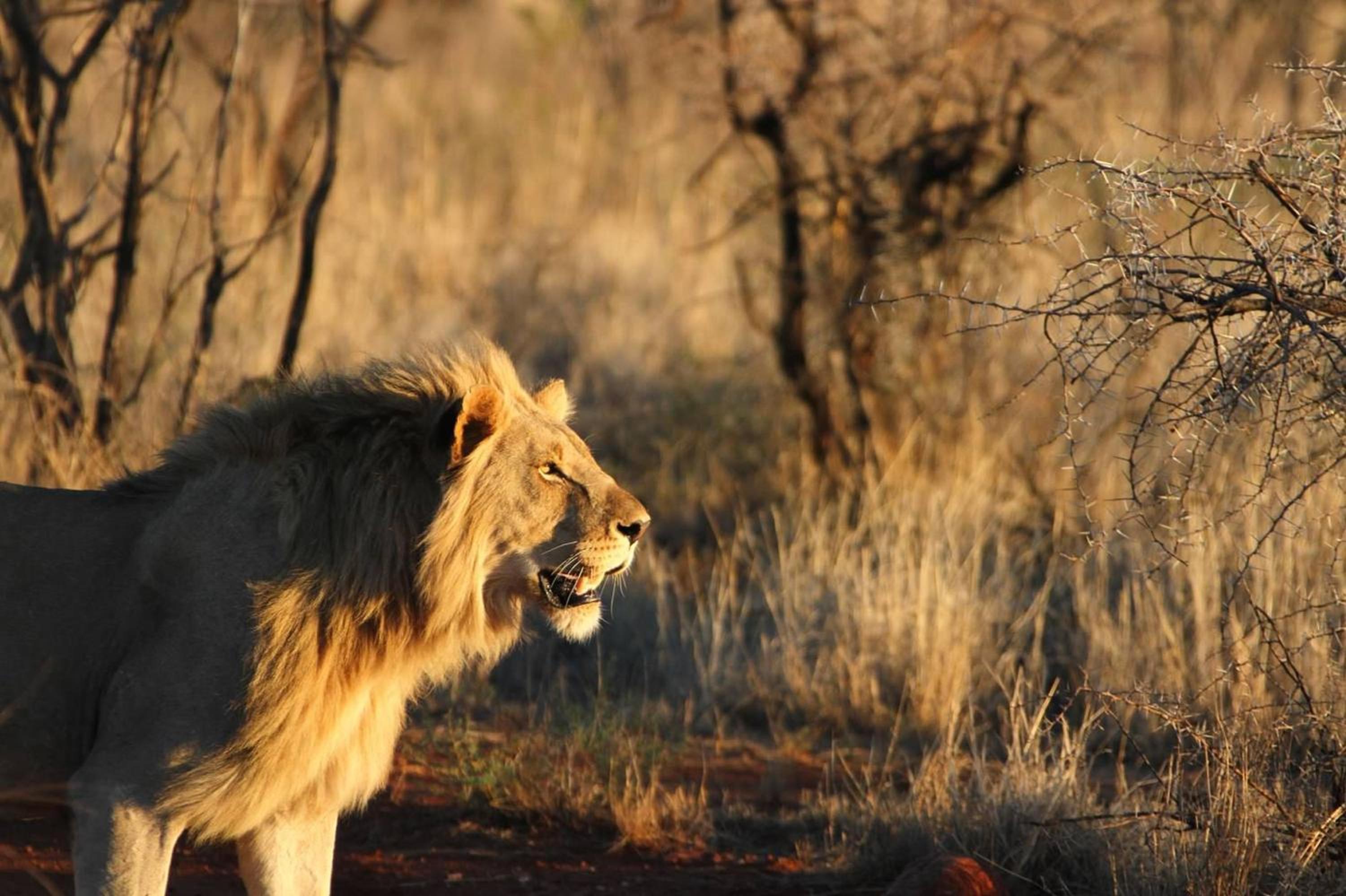 Pilanesberg Private Lodge