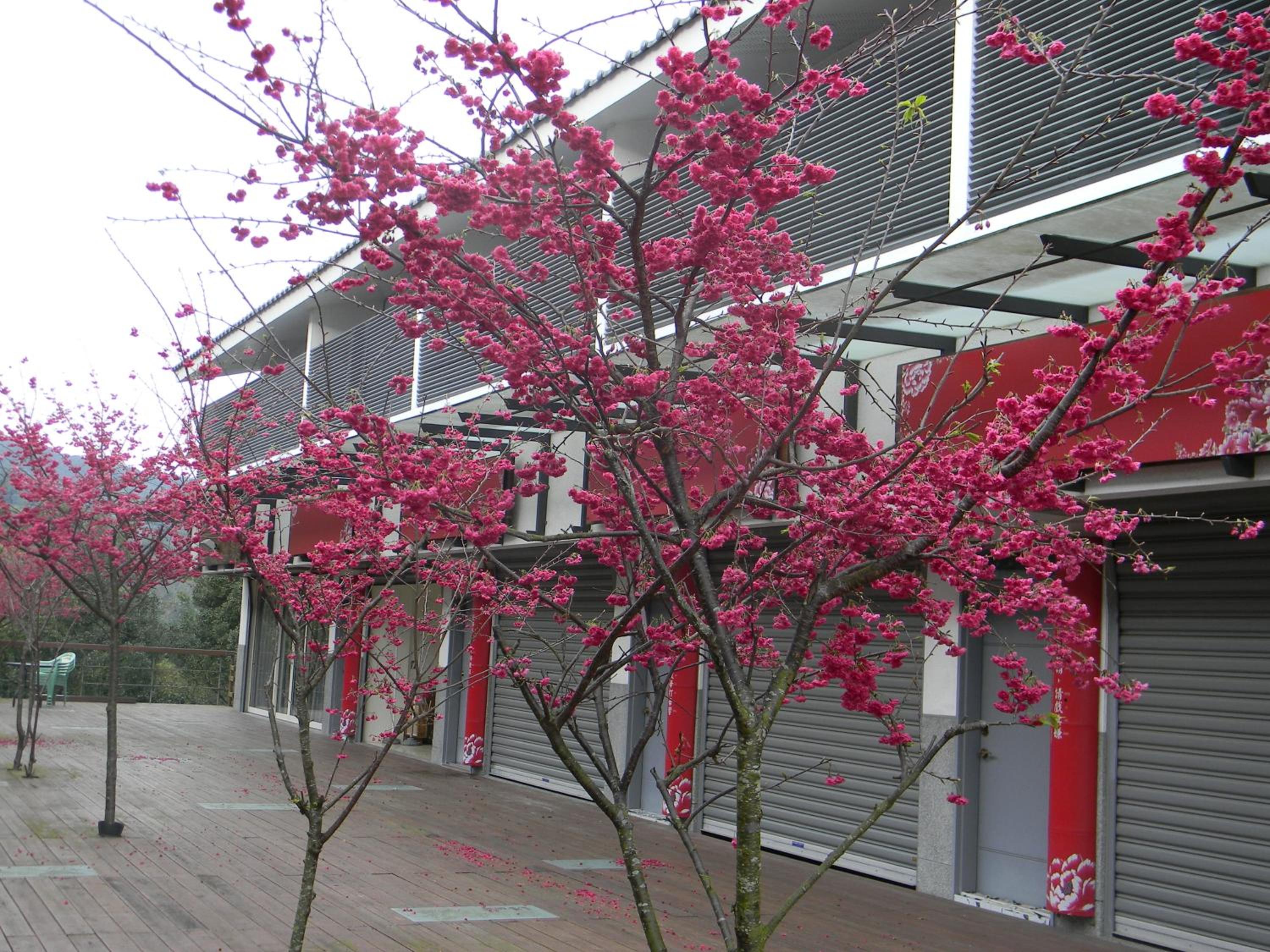 Miaoli Sanyi Bo Wu Guan Homestay