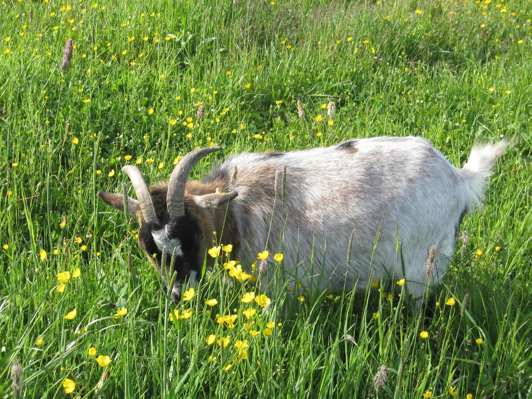 Hausernhof - Chiemgau Karte