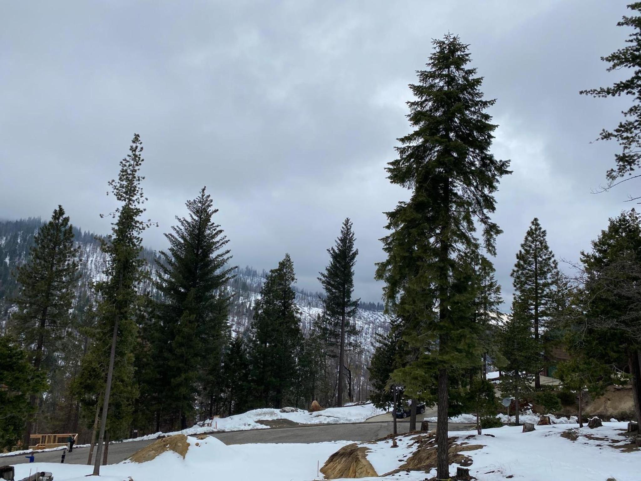 Serenity Pines