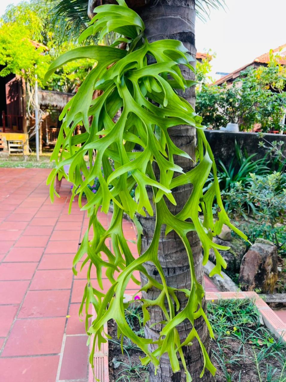Hung Vuong Resort