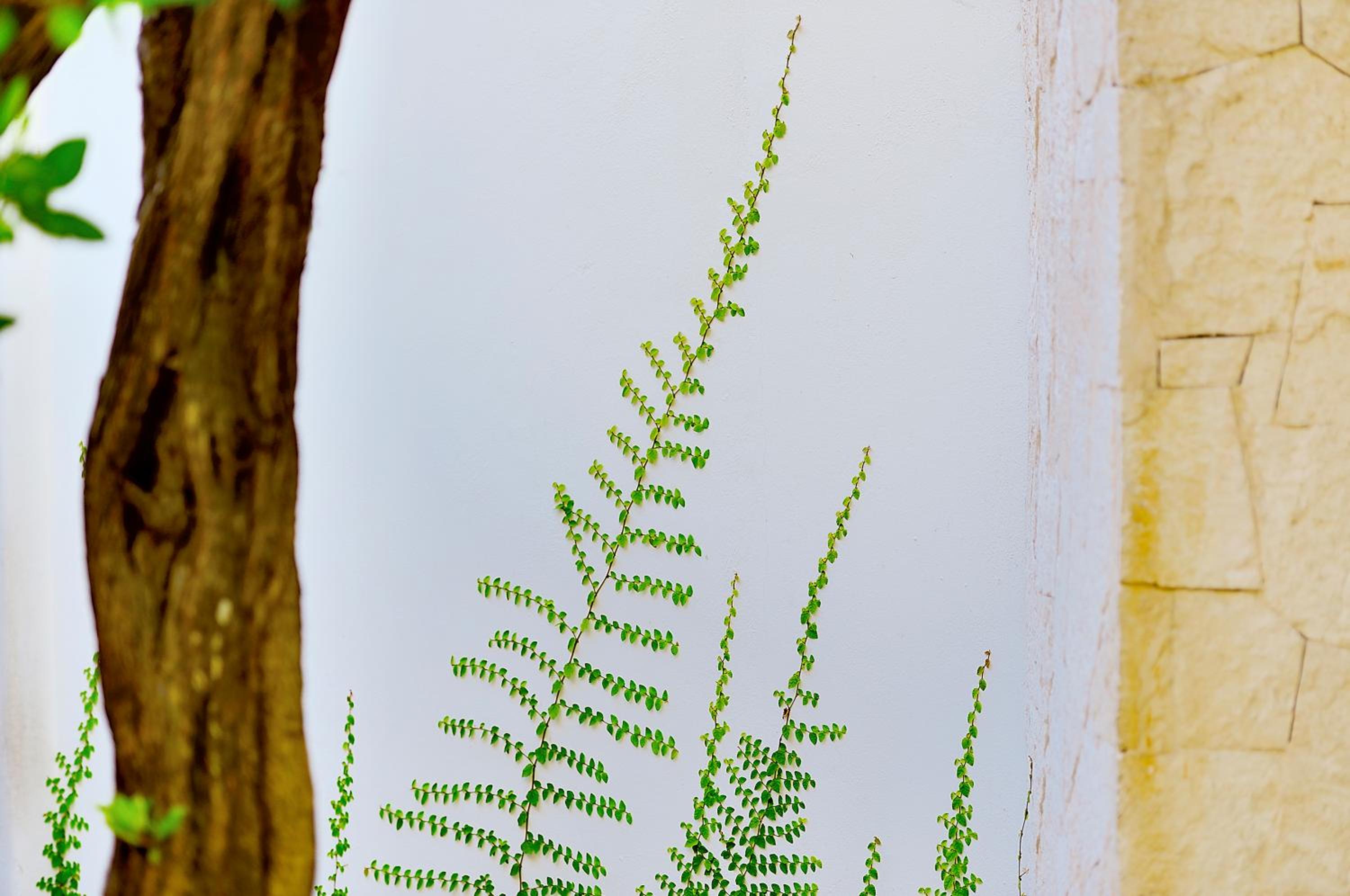 Tago Tulum by G Hotels - Property Image 98