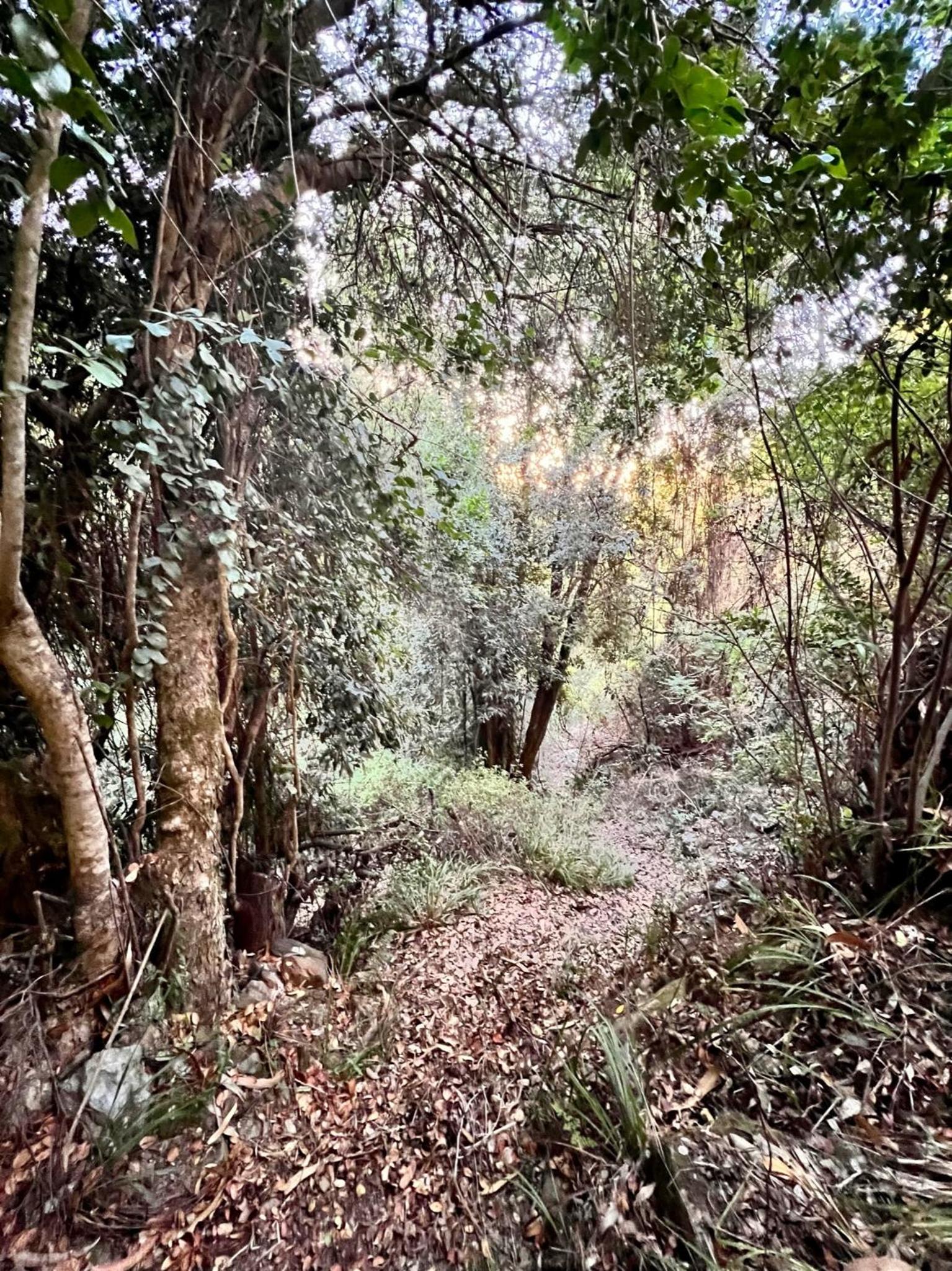 Olas de Buchupureo: con vida de campo