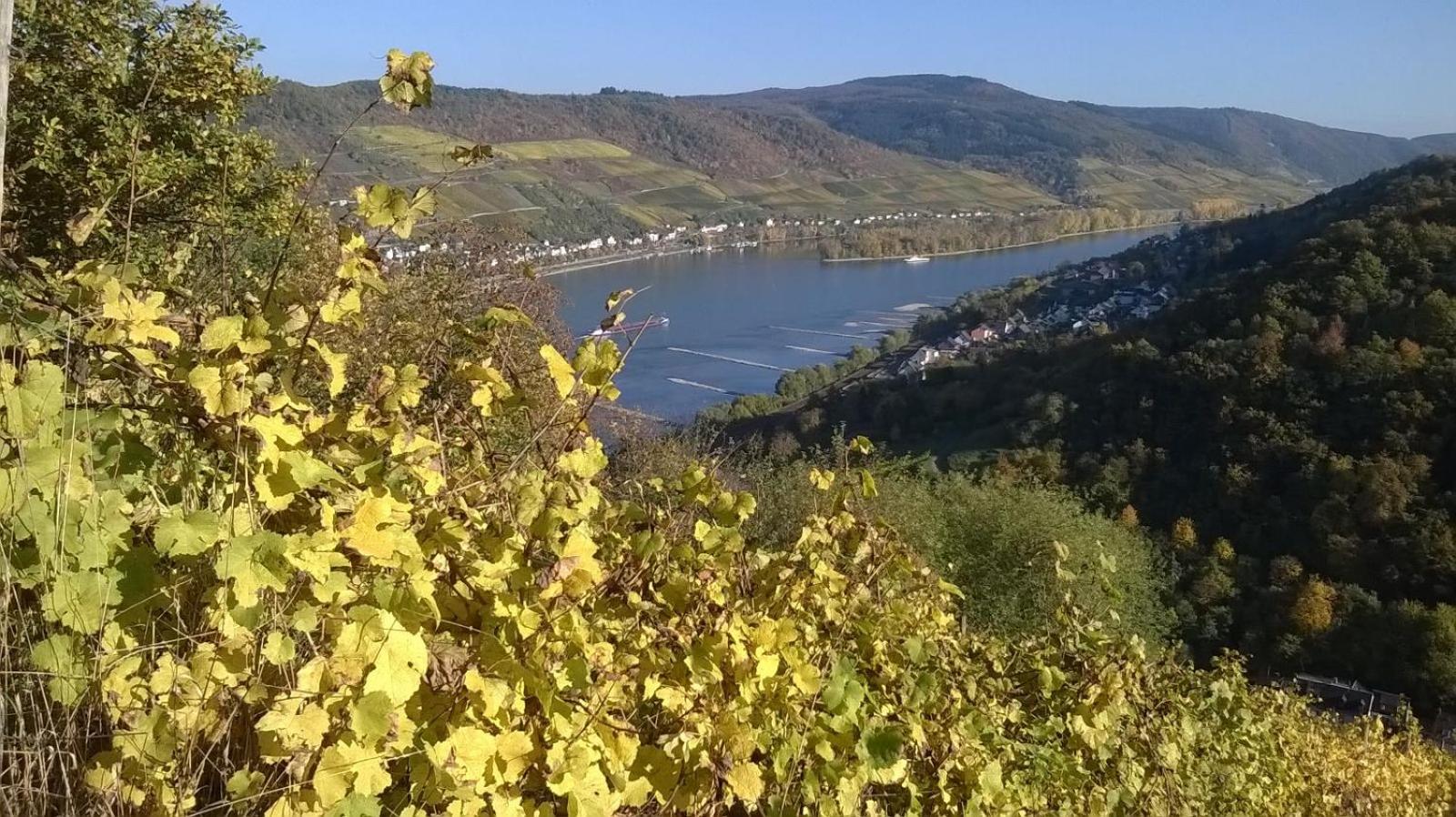Rainer´s Rheinblick
