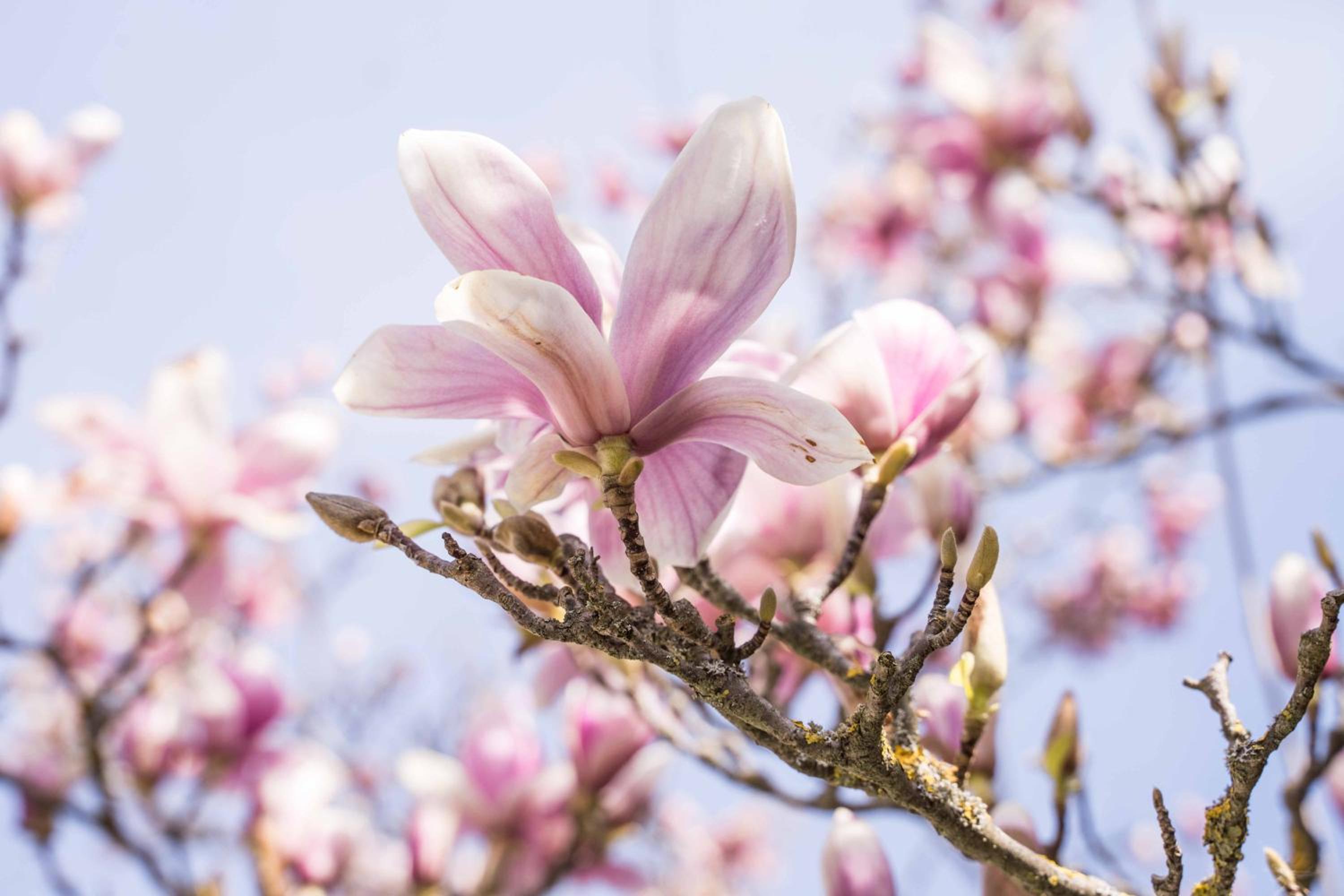 La Magnolia view 3
