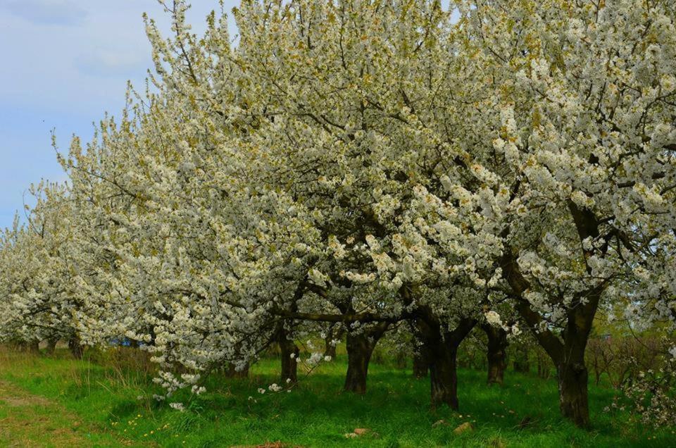 Zielone Zacisze