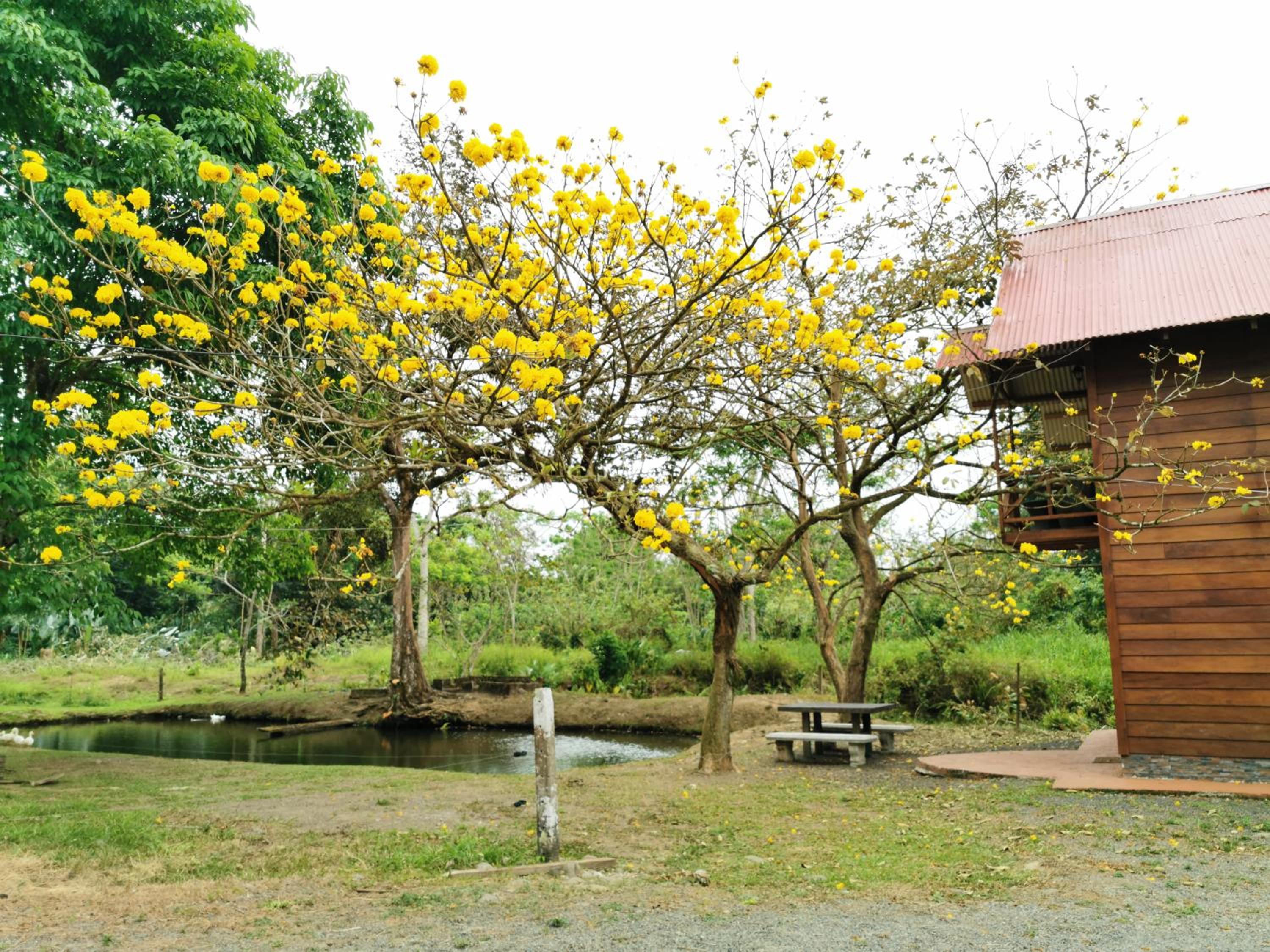 Cabaña del Lago
