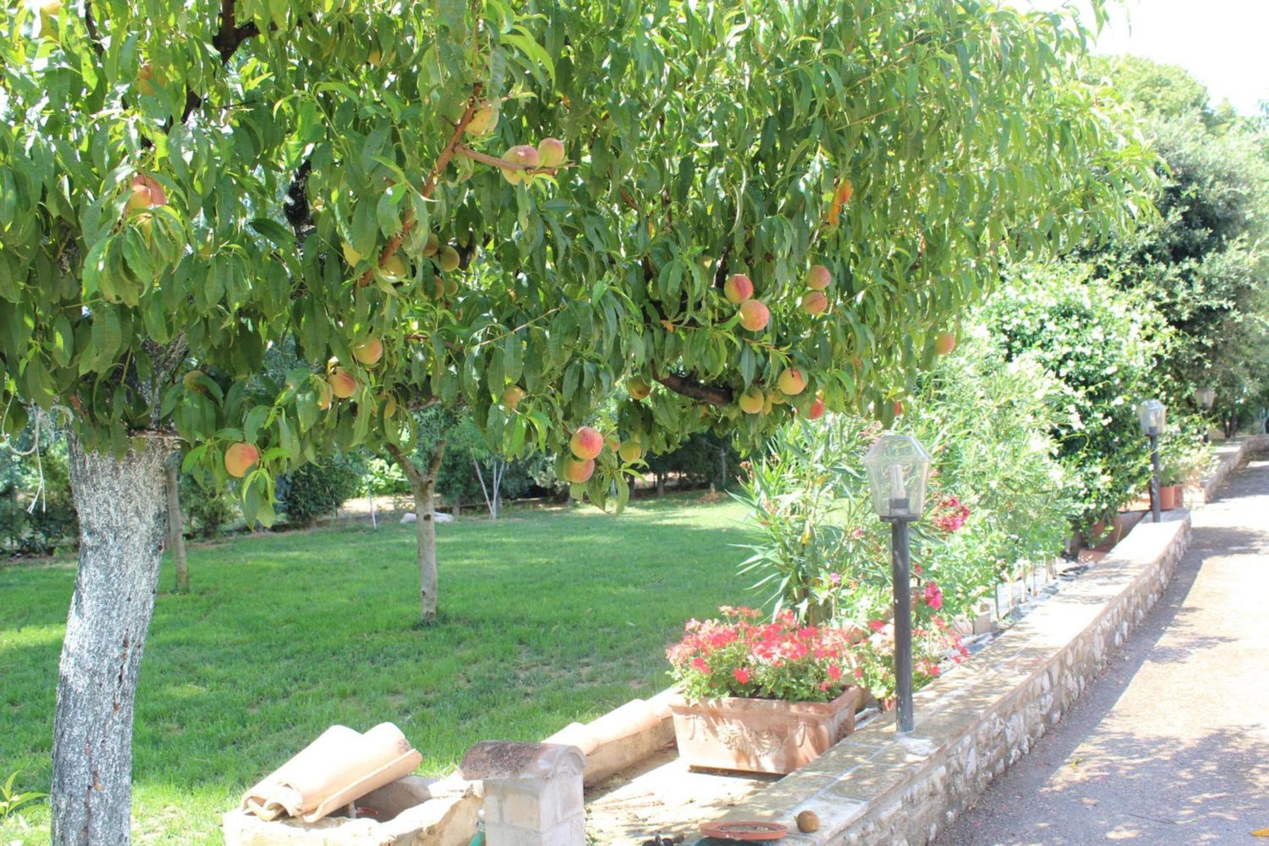 Photo 37