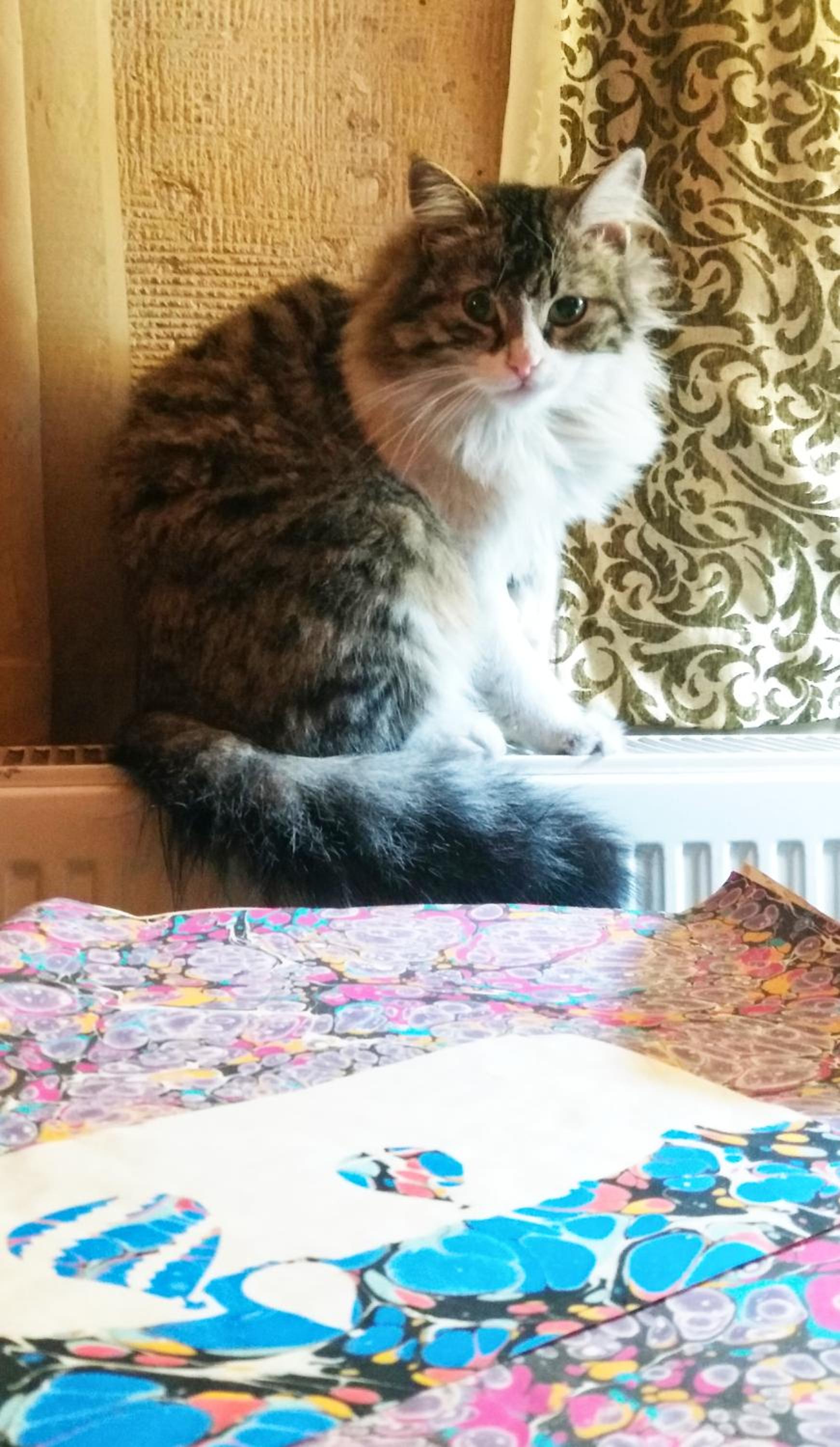 Goreme Vacations - Karadut Cave Hotel - Property Image 11