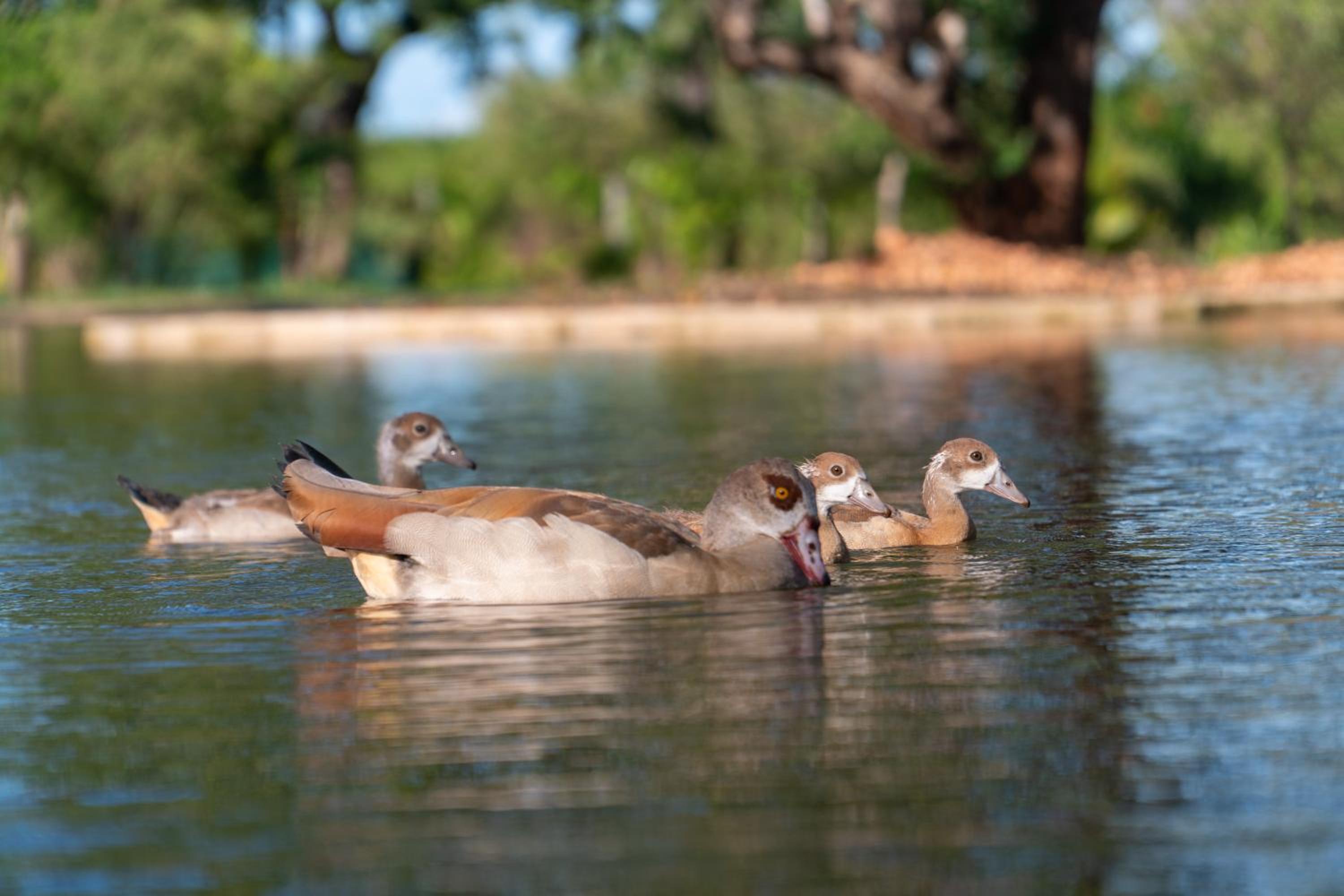 Bora Bora Luxury Tented Camp Diani Beach view 3