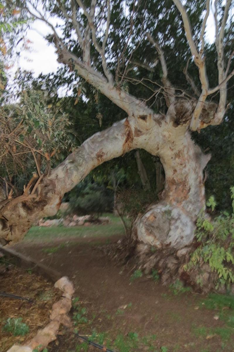 Bentwood Olive Grove Accommodation