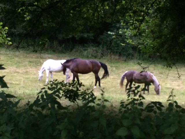 Woodmill Farm Cottage view 3