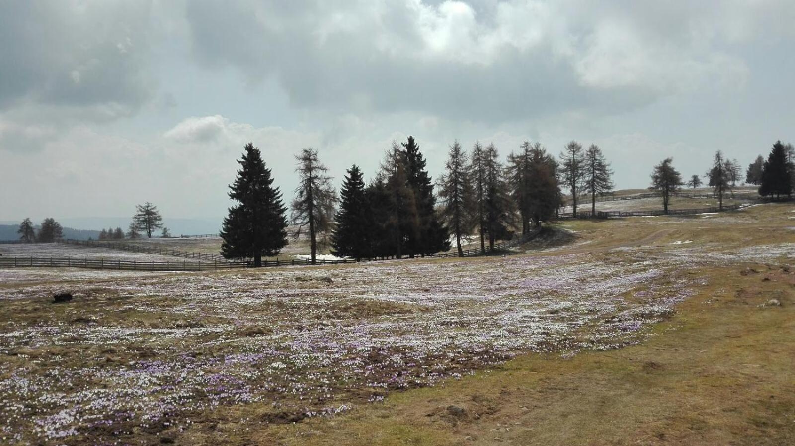 Alpenrose
