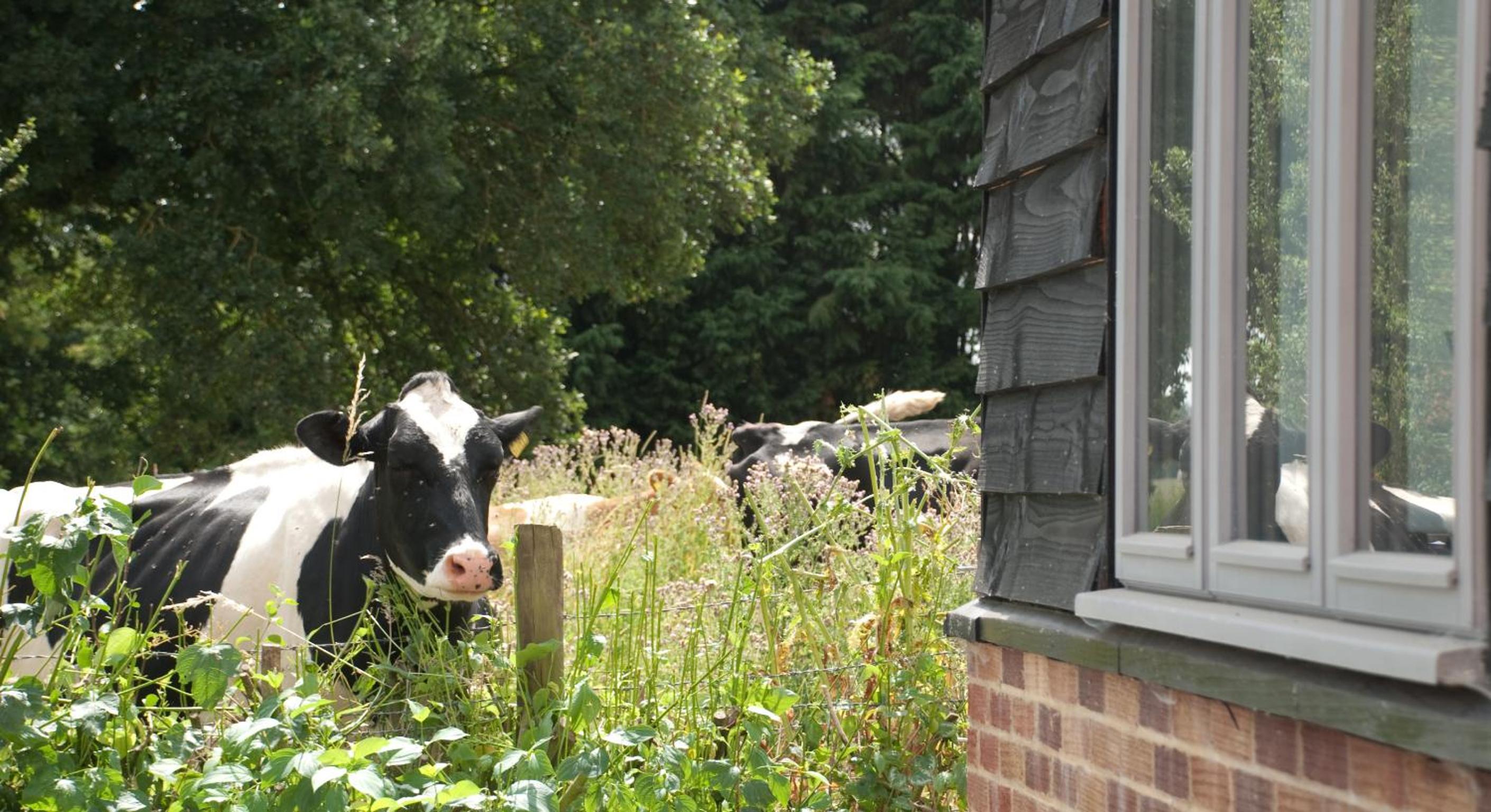 Bull Farm Studios