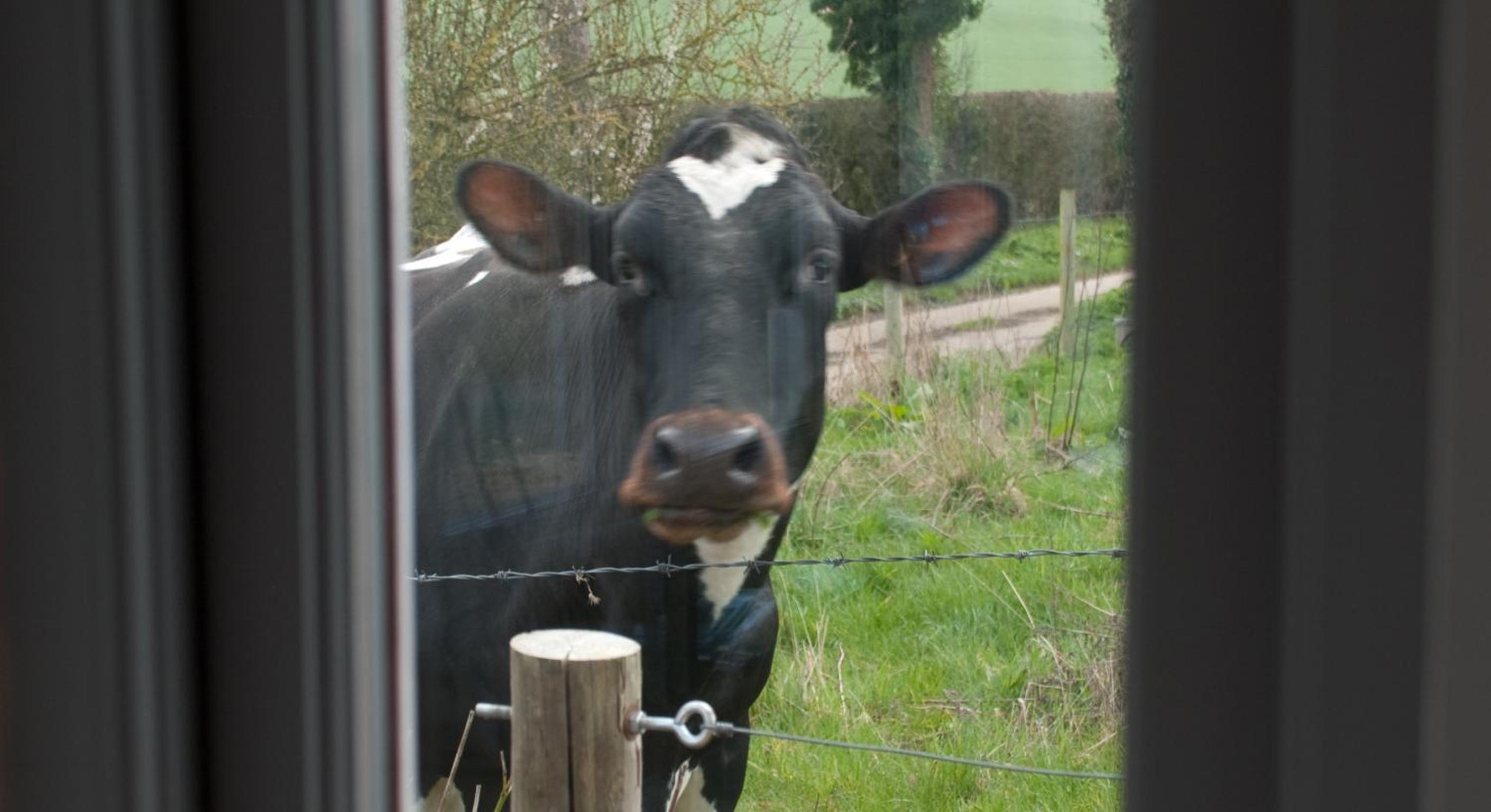 Bull Farm Studios