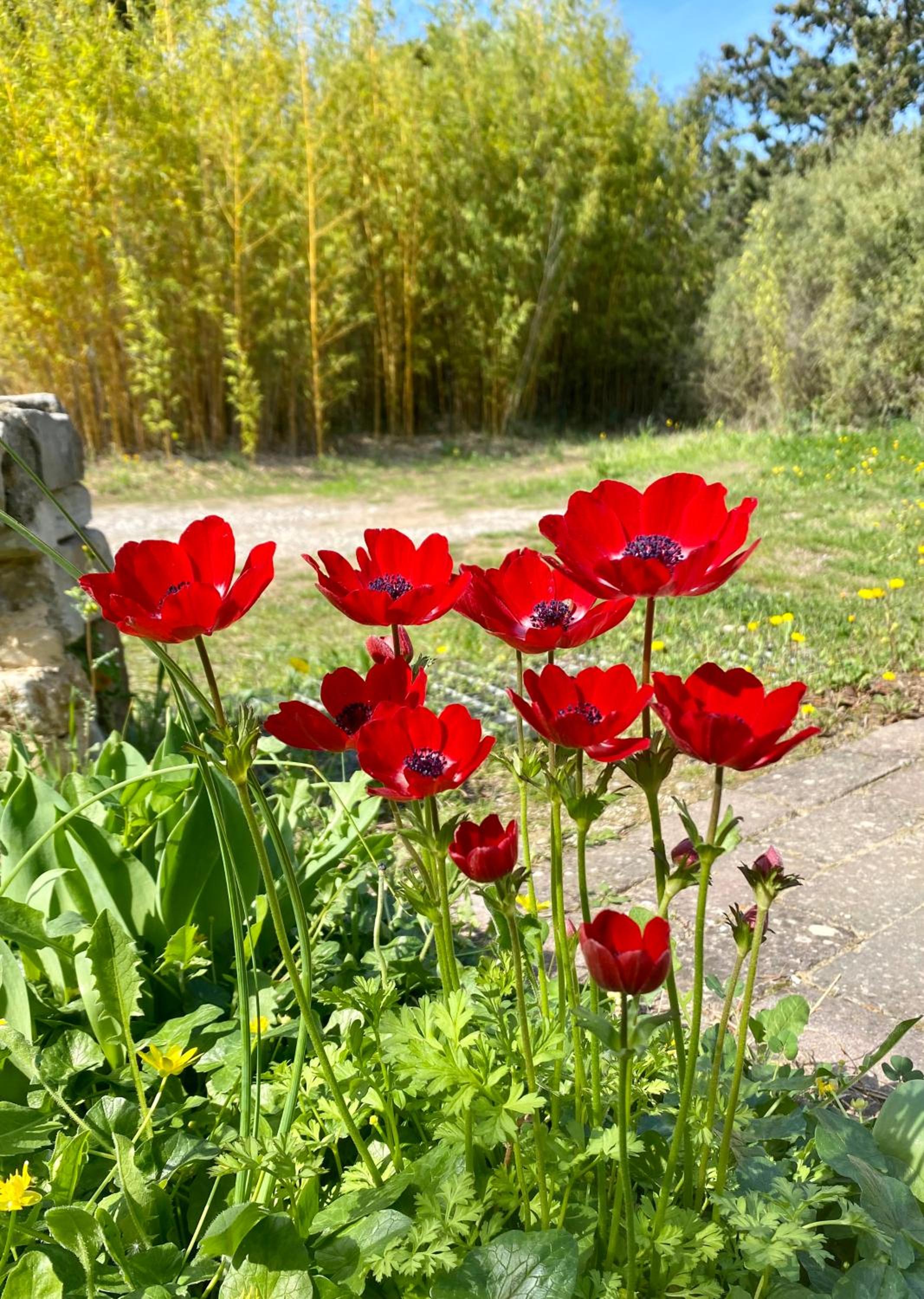 Photo 27