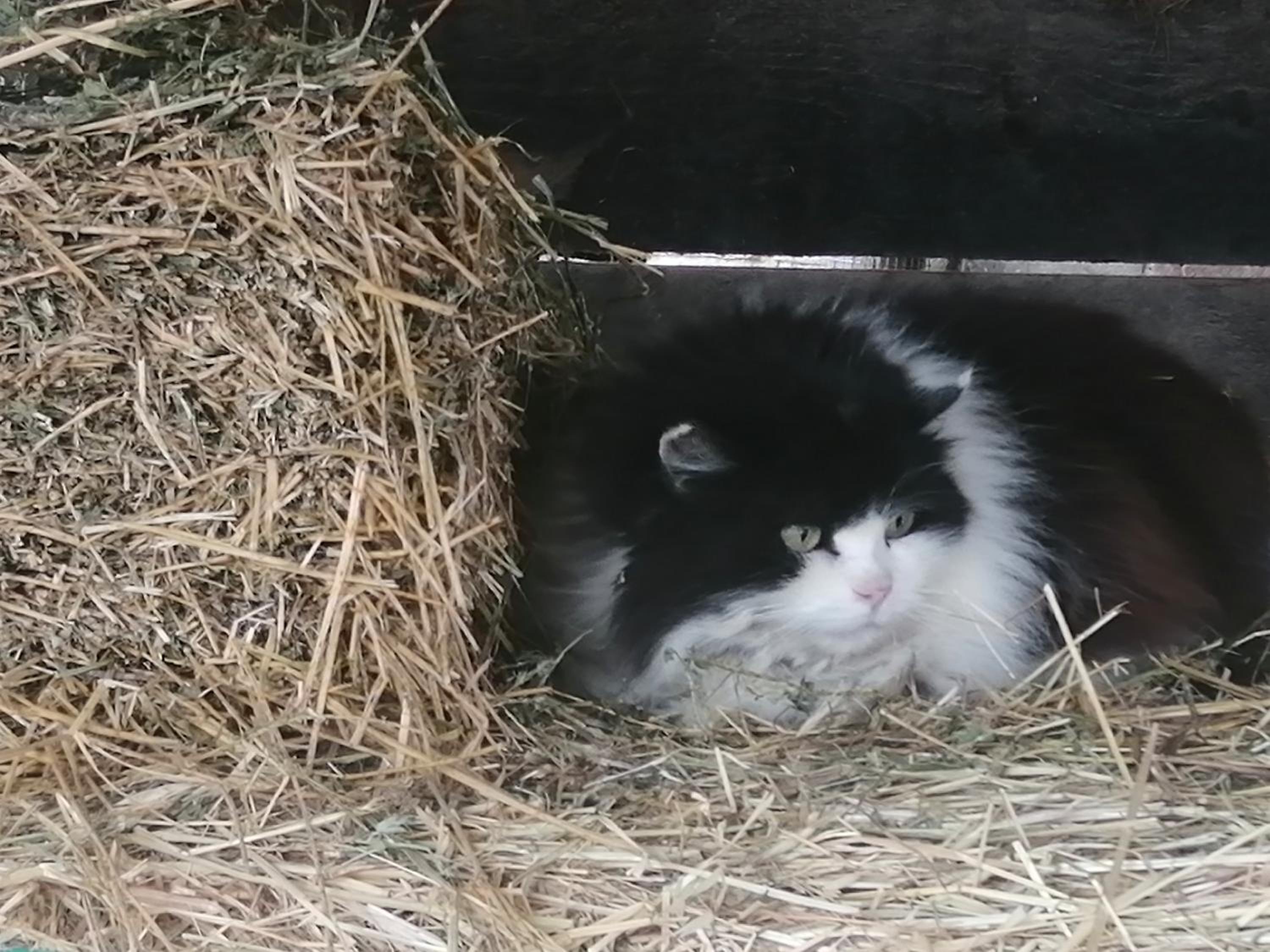 Felix House - Property Image 87