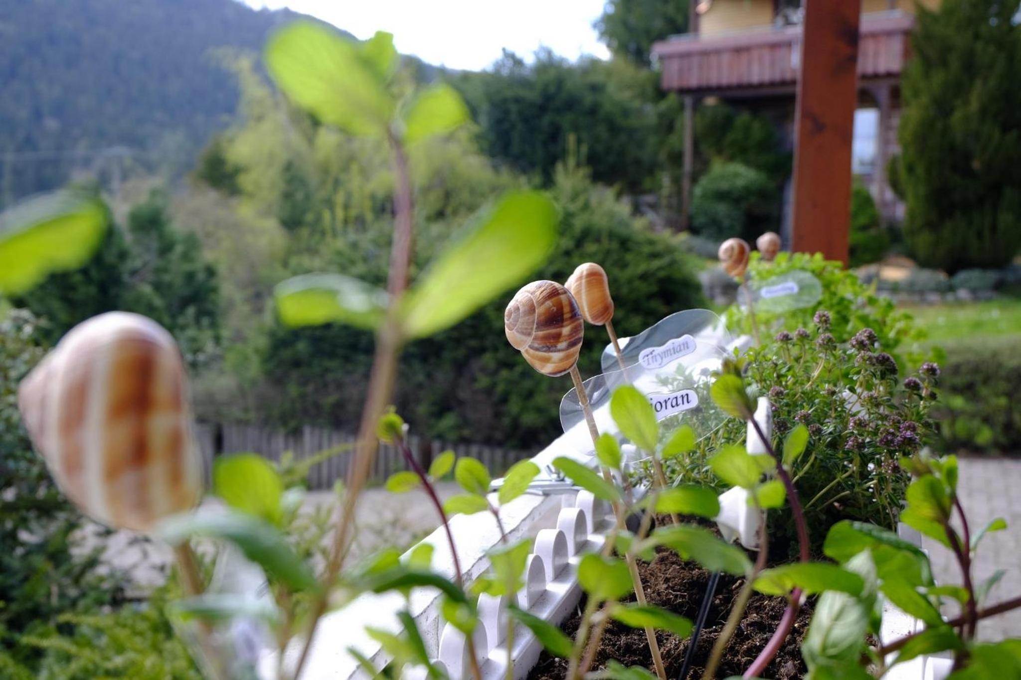SchwarzWild - Ferienwohnung und Ferienzimmer