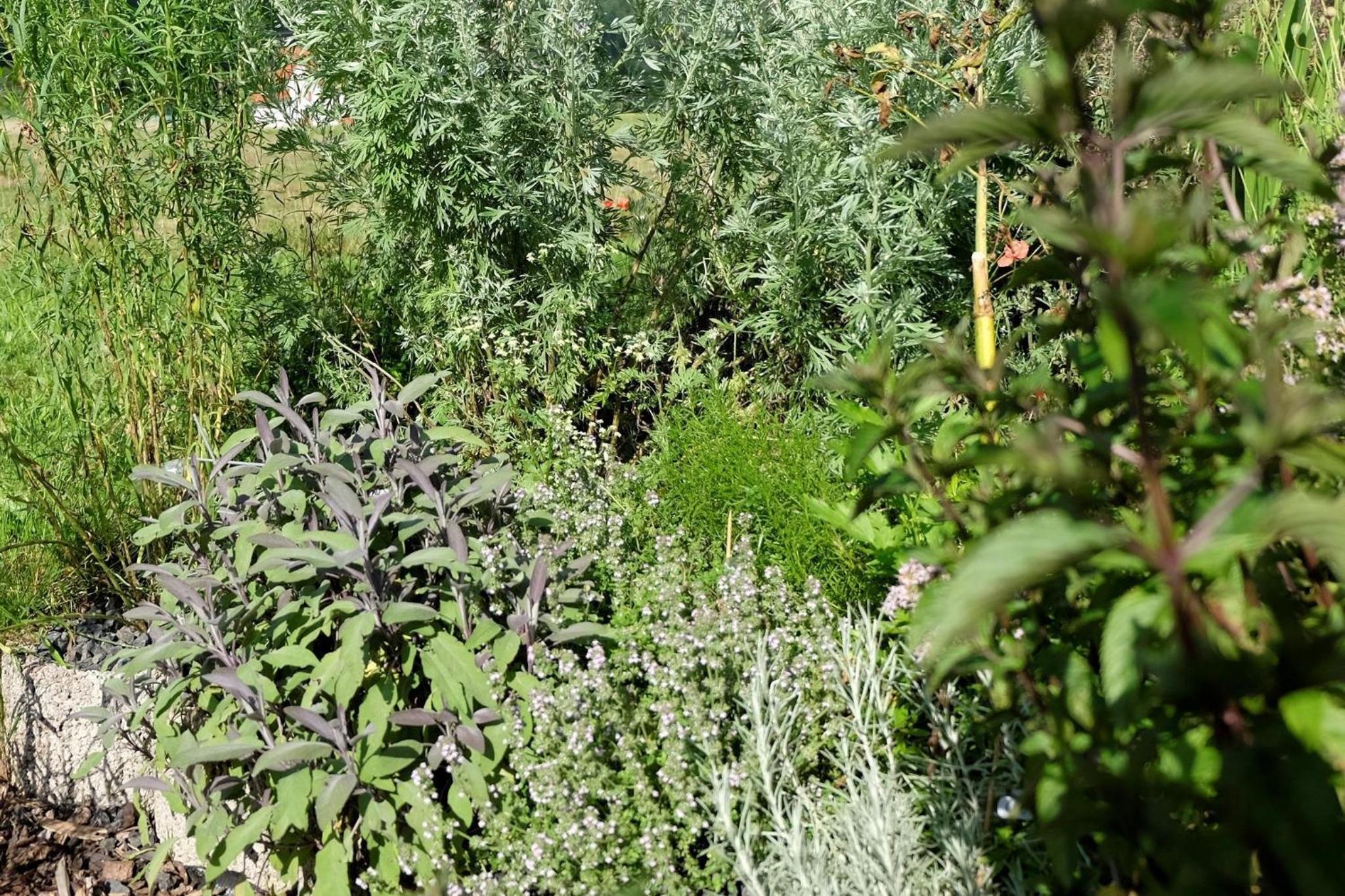 SchwarzWild - Ferienwohnung und Ferienzimmer