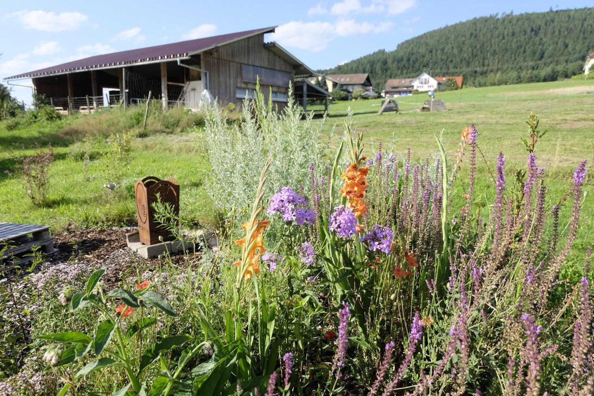 SchwarzWild - Ferienwohnung und Ferienzimmer