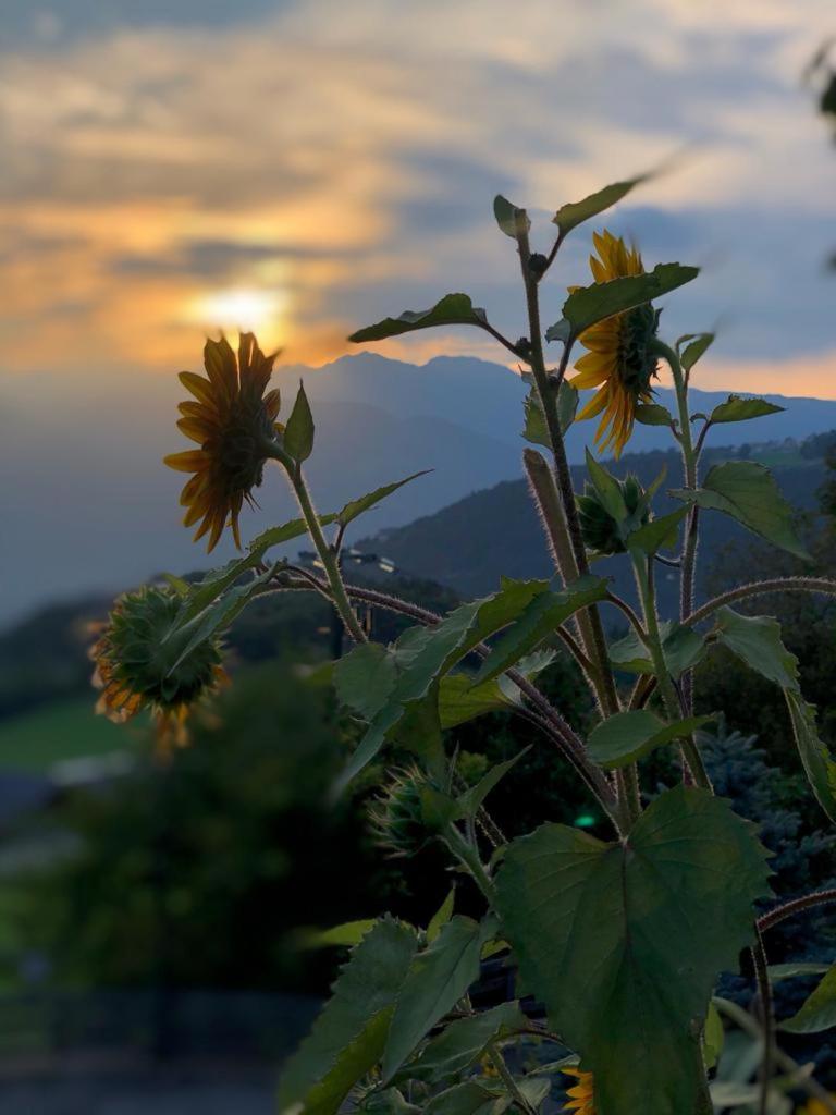 Alpenrose