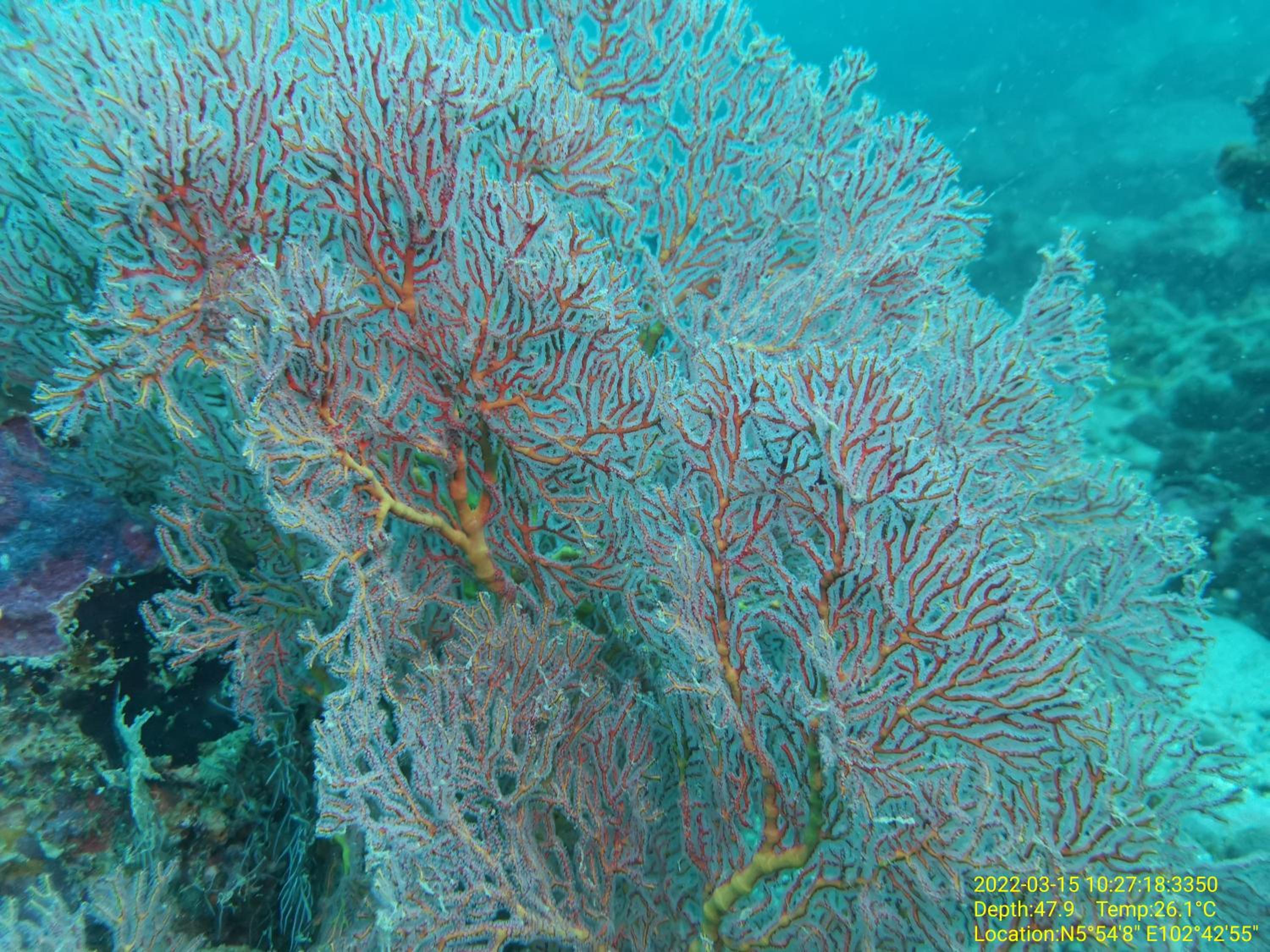 Perhentian Chomel Chalet photo 2