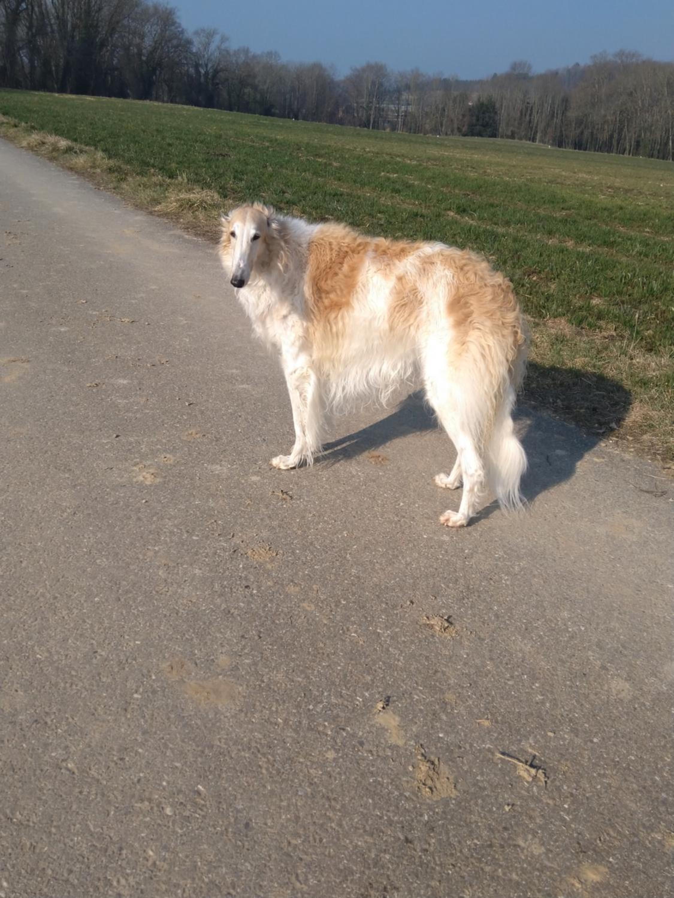 Swiss Borzoi House