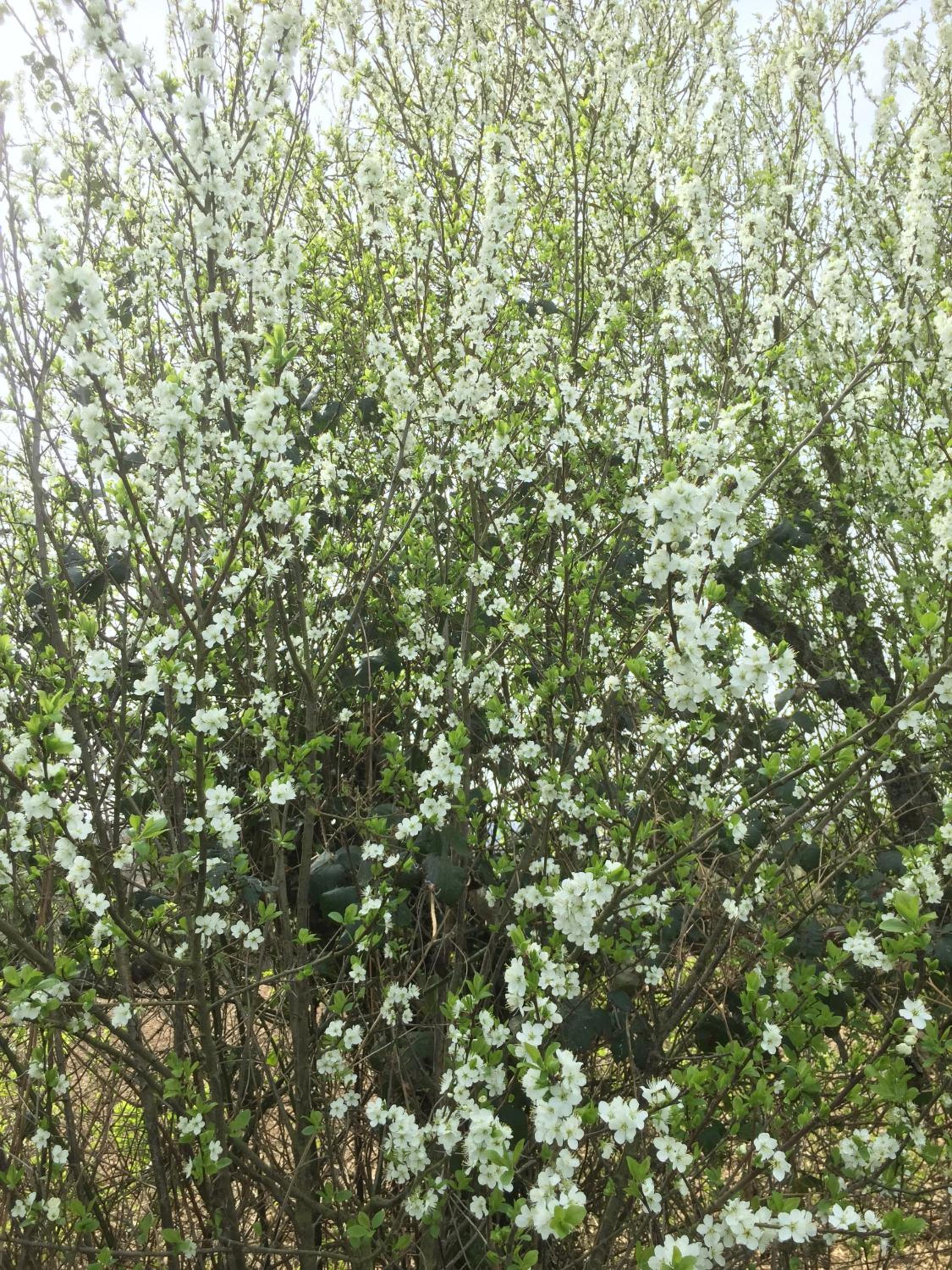 Photo 42