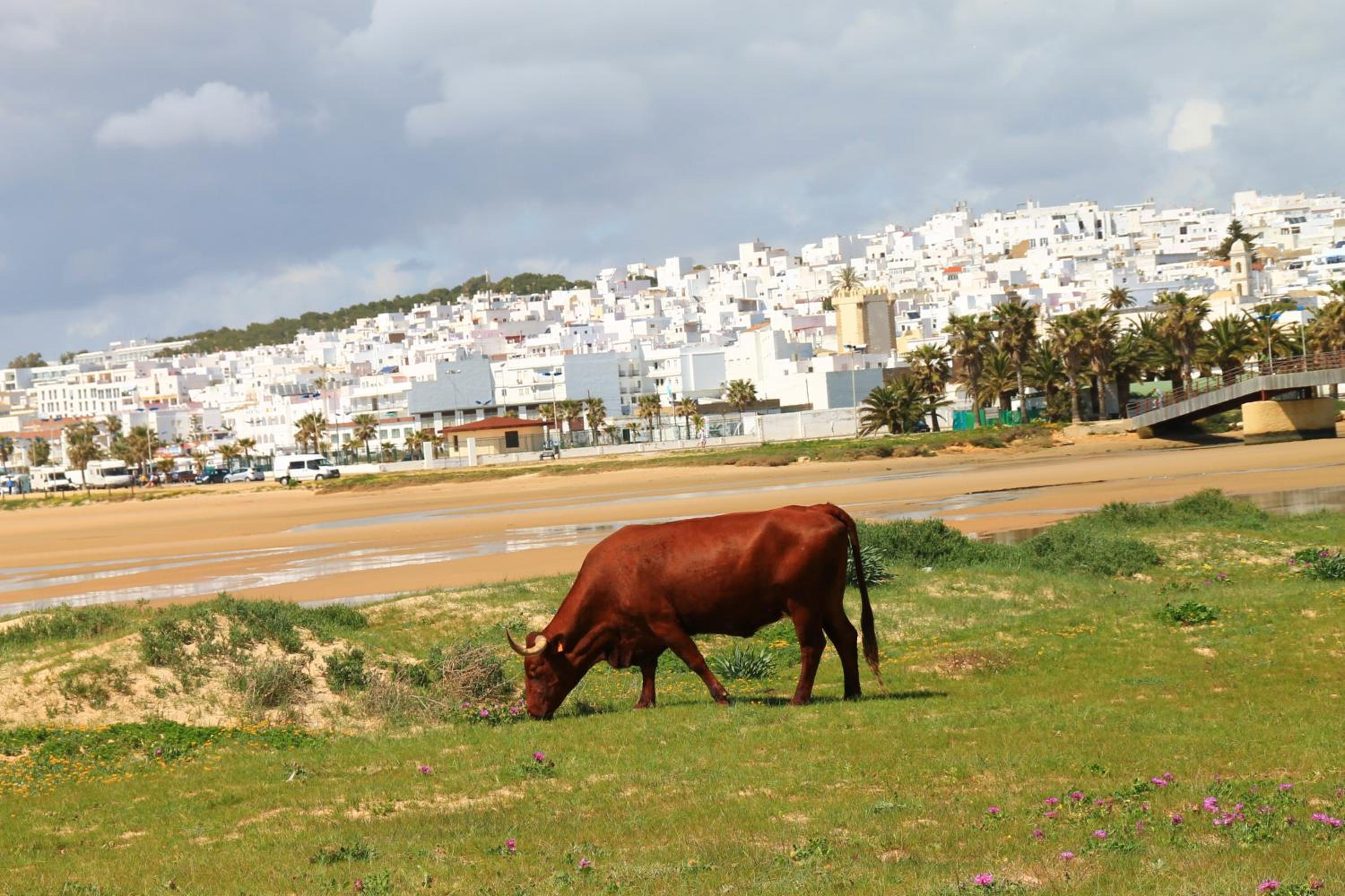 Apartamento Centro Tonelero II
